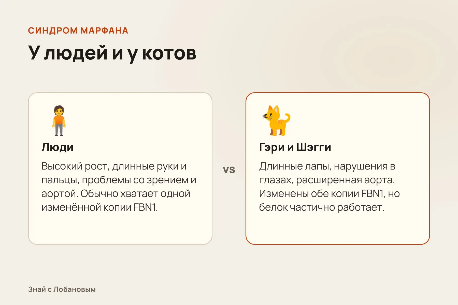 Как синдром Марфана проявляется у людей и у котов Гэри и Шэгги. Схема: «Знай с Лобановым» по данным Scientific Reports и Корнеллского университета