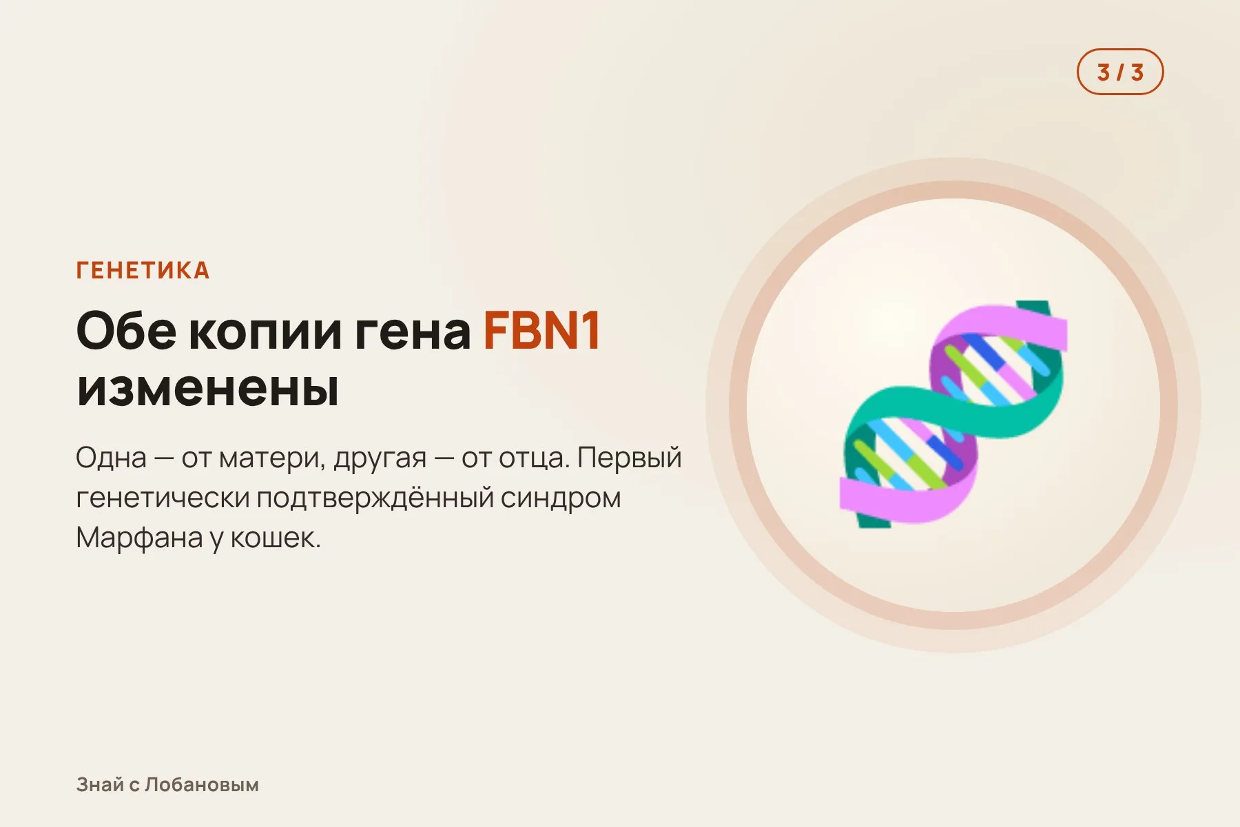1. Коты-братья из приюта с необычно длинными лапами. Иллюстрация: «Знай с Лобановым» по данным Scientific Reports, условно · 2. Обследование показывает нарушения в глазах и расширенную аорту. Иллюстрация: «Знай с Лобановым» по данным Scientific Reports, условно · 3. Генетический анализ: обе копии гена FBN1 изменены. Иллюстрация: «Знай с Лобановым» по данным Scientific Reports, условно — 3 из 3