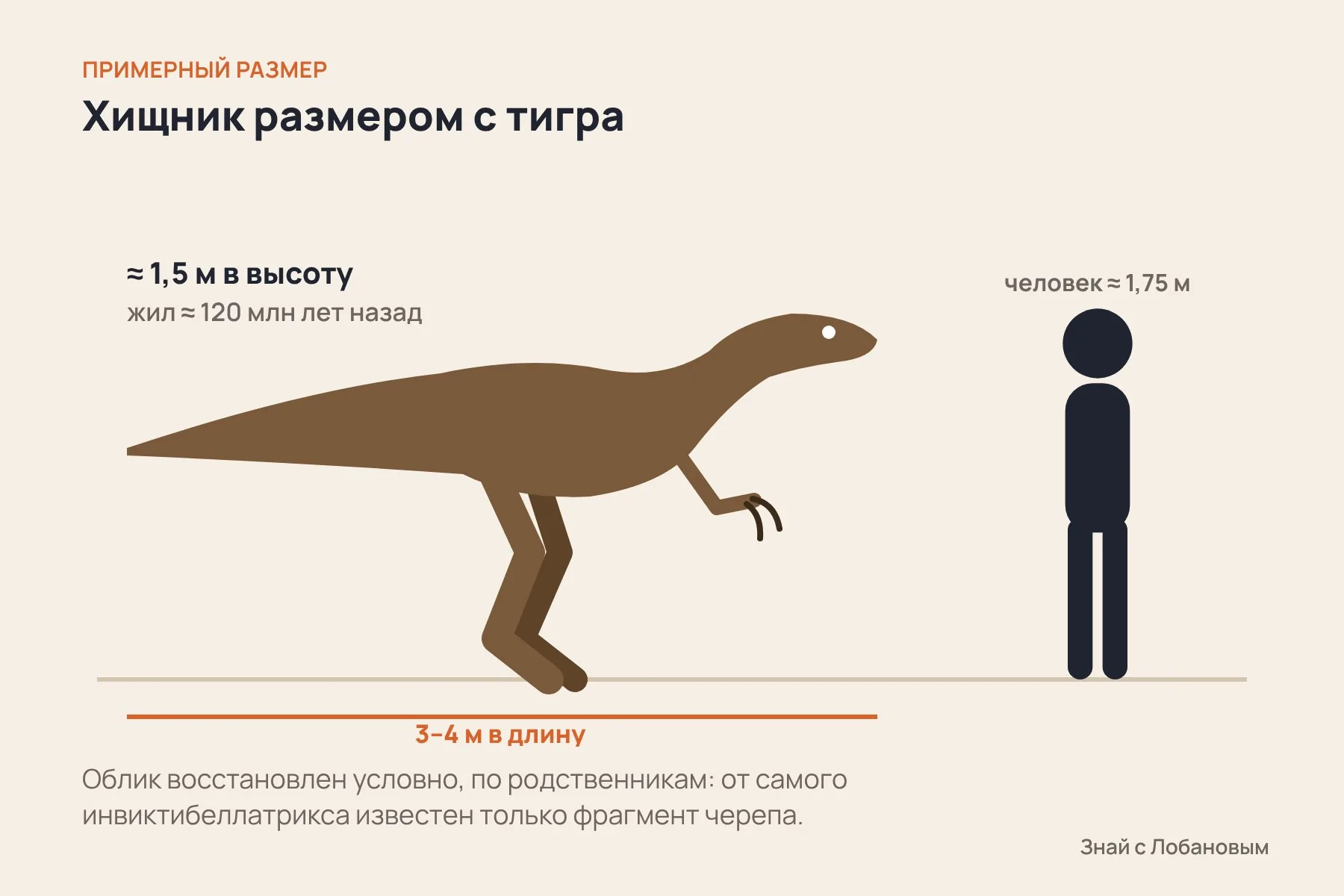 Примерный размер инвиктибеллатрикса по сравнению с человеком: длина 3–4 метра, высота около 1,5 метра. Иллюстрация: «Знай с Лобановым» по данным Royal Society Open Science, условно