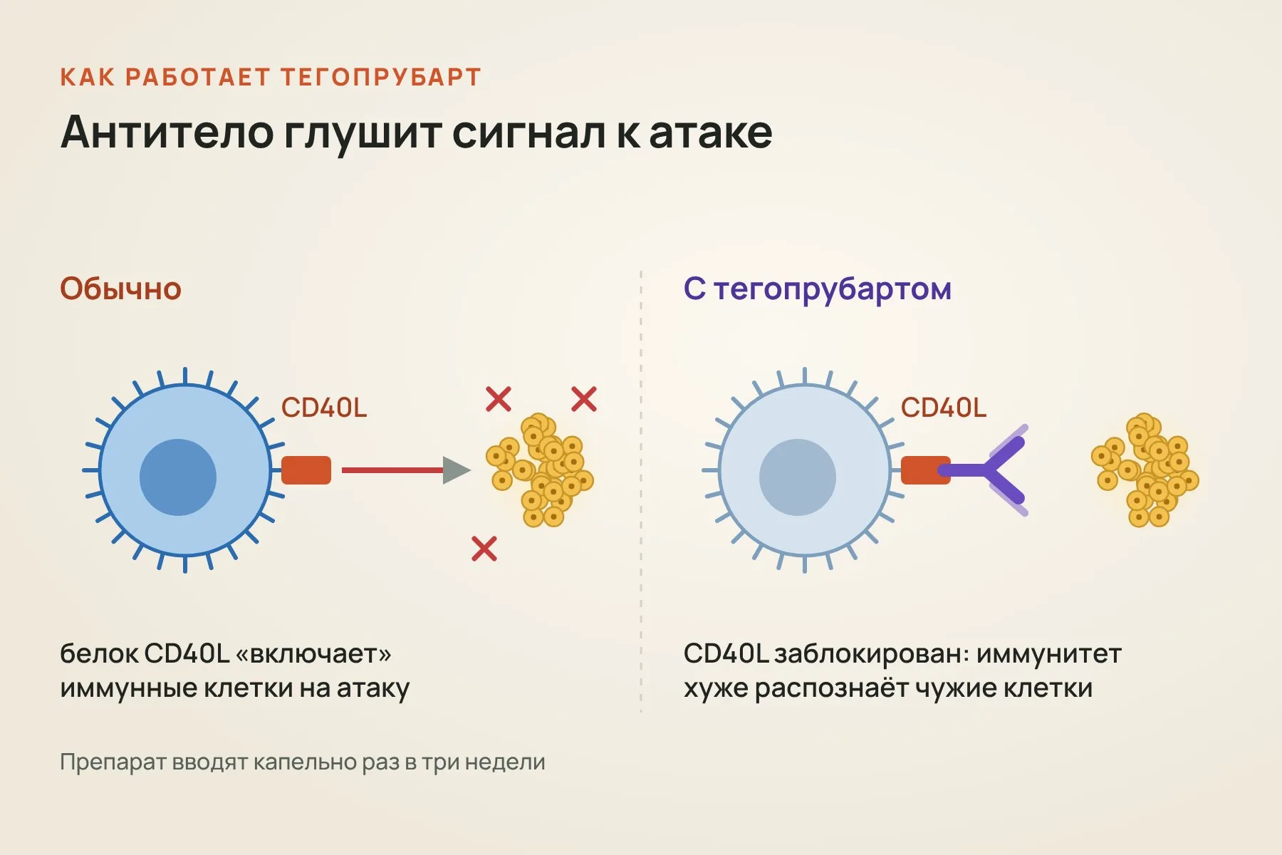 Тегопрубарт блокирует белок CD40L, по сигналу которого иммунные клетки начинают атаку, и пересаженные клетки реже воспринимаются как угроза. Иллюстрация: «Знай с Лобановым»