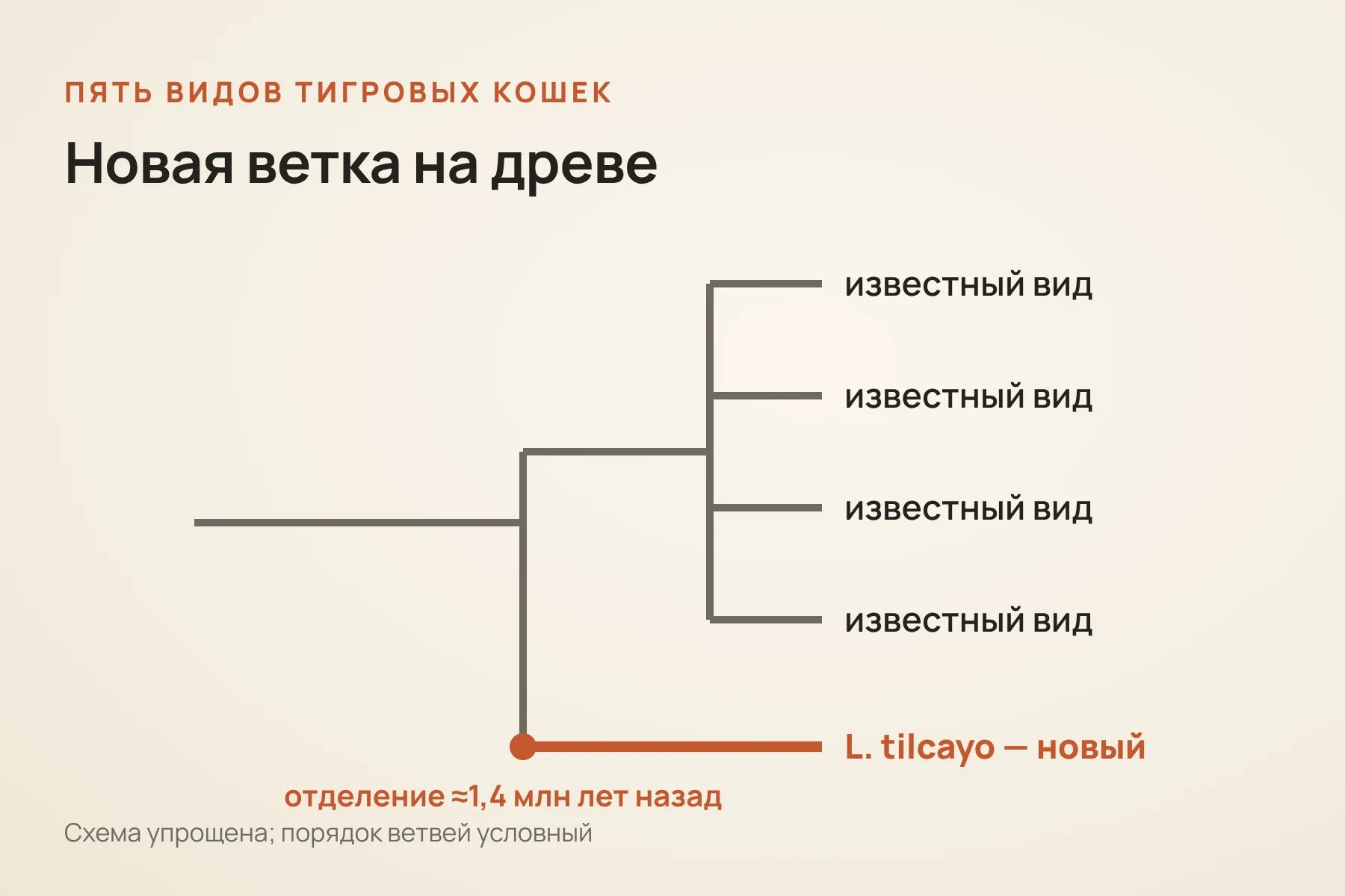По геномам 38 кошек тигровые кошки делятся на пять видов. Линия тилкайо отделилась от других около 1,4 миллиона лет назад. Схема: «Знай с Лобановым» по данным Current Biology, упрощённо