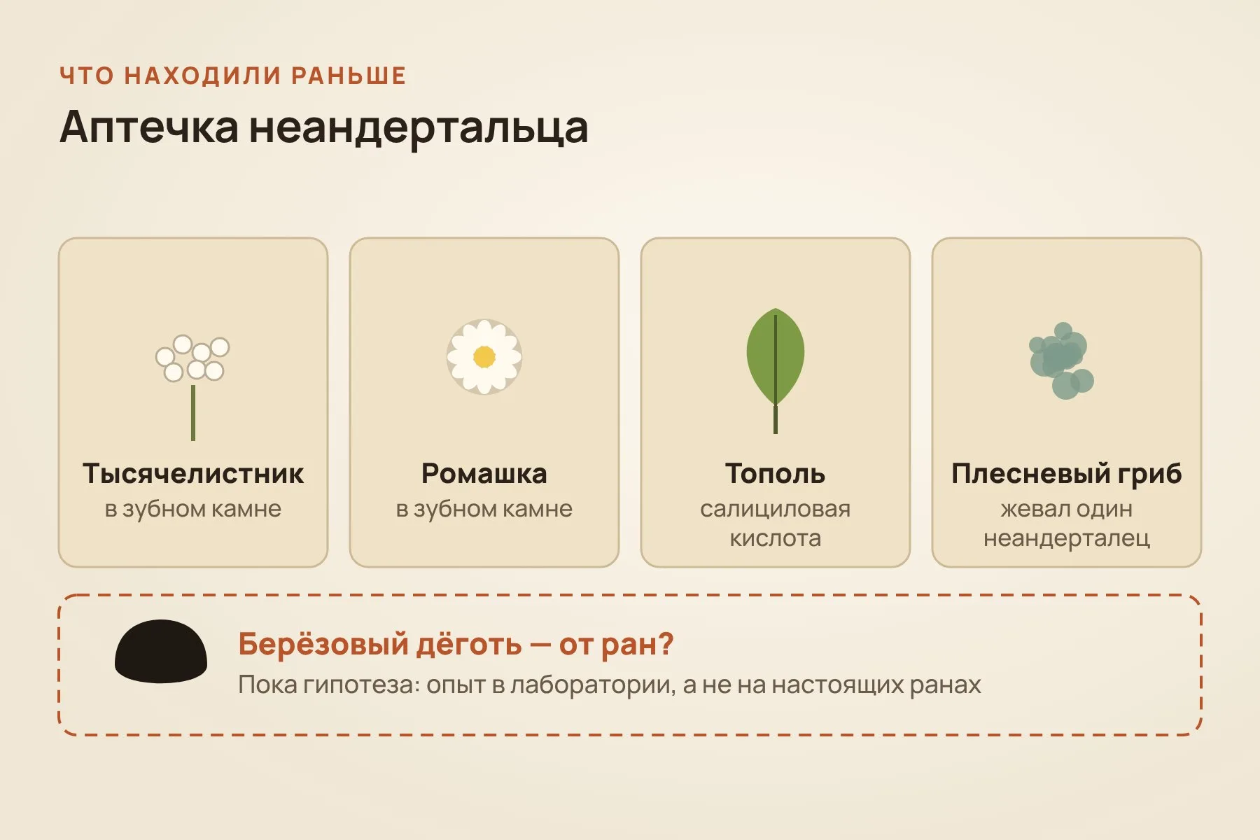Следы растений, которые могли служить неандертальцам лекарствами; лечебная роль берёзового дёгтя пока остаётся гипотезой. Иллюстрация: «Знай с Лобановым»
