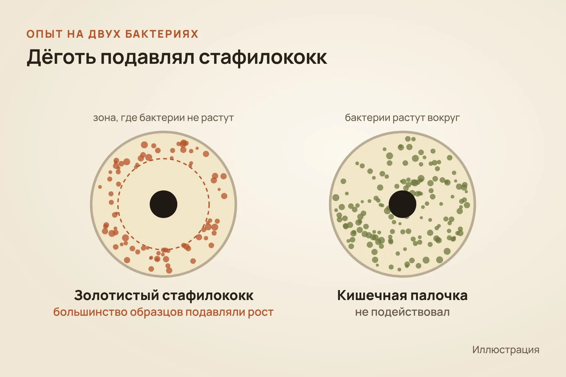 Большинство образцов дёгтя подавляли рост золотистого стафилококка, а на кишечную палочку не подействовали. Иллюстрация: «Знай с Лобановым» по данным Siemssen et al., PLOS One