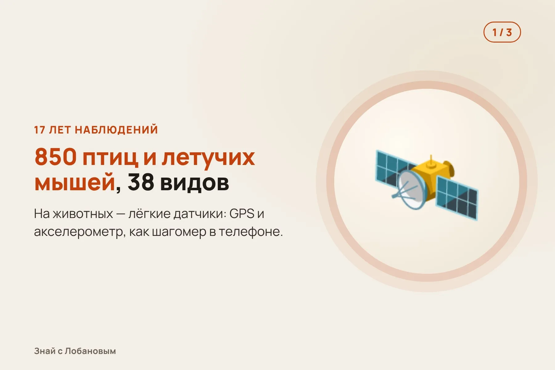 1. Птицам и летучим мышам надевают лёгкие датчики: GPS и акселерометр. Иллюстрация: «Знай с Лобановым» по данным Science, условно · 2. Датчик различает взмахи и скольжение — так считают расход энергии. Иллюстрация: «Знай с Лобановым» по данным Science, условно · 3. Кондор на восходящих потоках тратит на путь на 79% меньше энергии, чем лебедь. Иллюстрация: «Знай с Лобановым» по данным Science, условно — 1 из 3