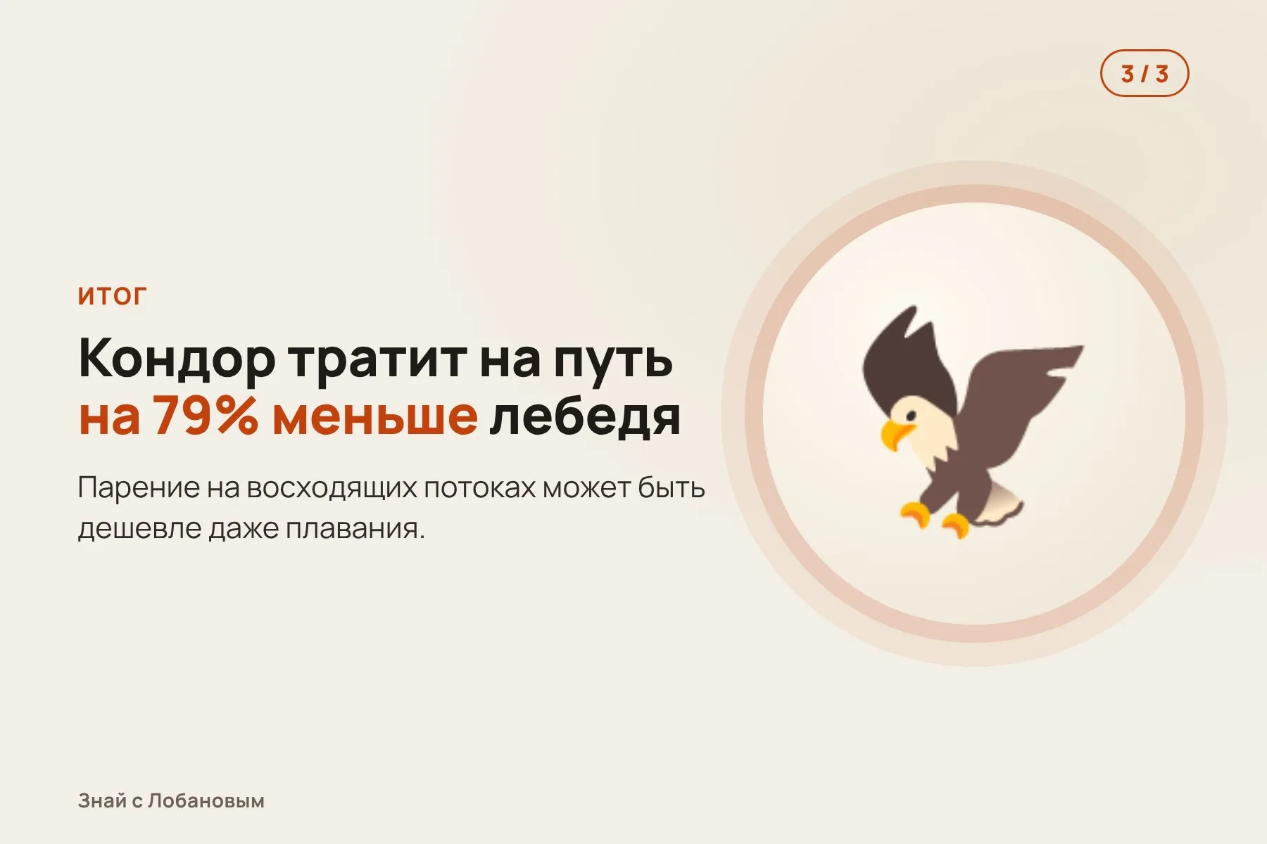 1. Птицам и летучим мышам надевают лёгкие датчики: GPS и акселерометр. Иллюстрация: «Знай с Лобановым» по данным Science, условно · 2. Датчик различает взмахи и скольжение — так считают расход энергии. Иллюстрация: «Знай с Лобановым» по данным Science, условно · 3. Кондор на восходящих потоках тратит на путь на 79% меньше энергии, чем лебедь. Иллюстрация: «Знай с Лобановым» по данным Science, условно — 3 из 3