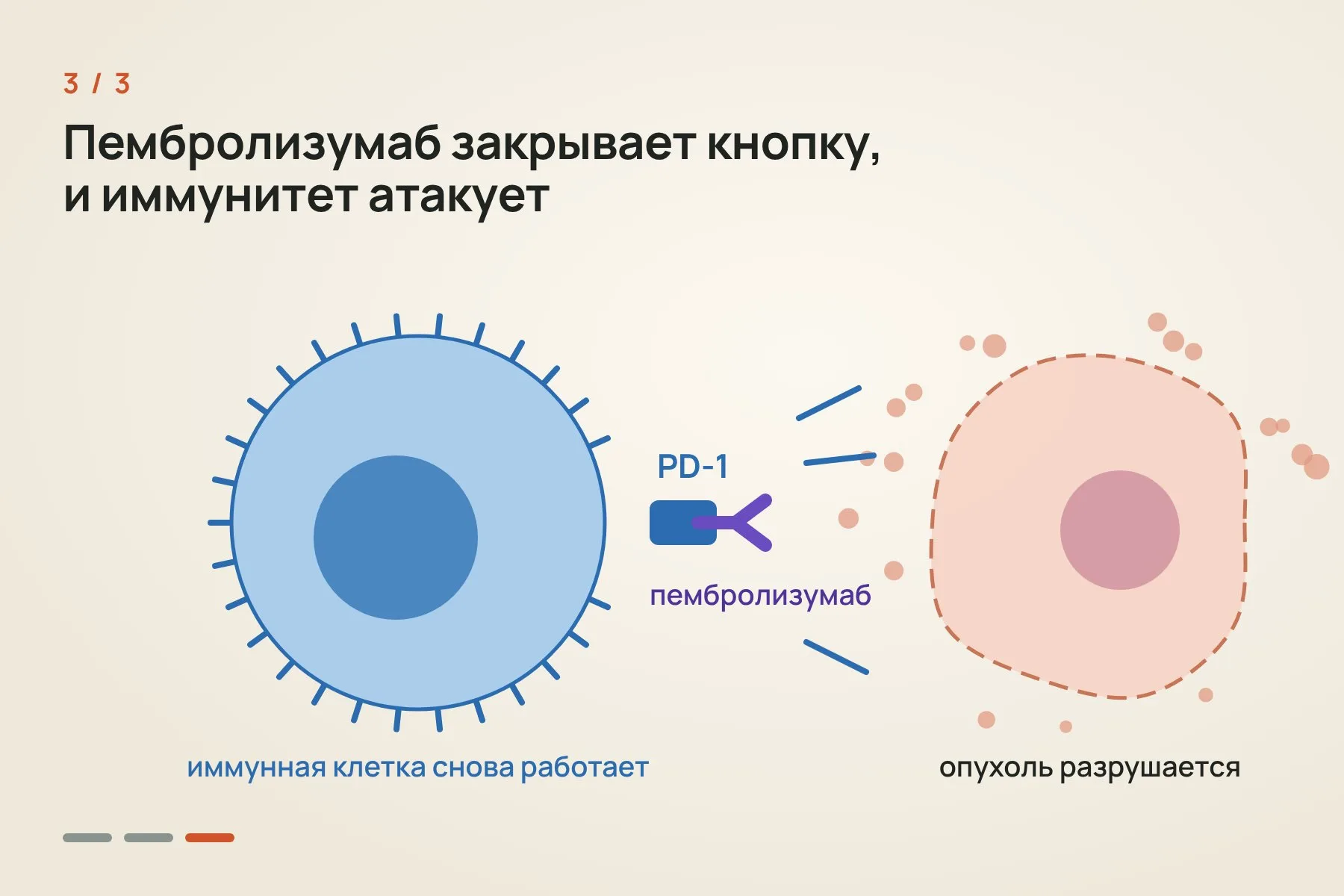 1. В клетках этого подтипа сломана система исправления ДНК, накапливаются тысячи мутаций, и клетка выставляет много необычных белков · 2. Опухоль «выключает» иммунную клетку через белок PD-1, своего рода стоп-кнопку · 3. Пембролизумаб блокирует эту кнопку, и иммунитет снова атакует опухоль. Иллюстрация: «Знай с Лобановым» — 3 из 3