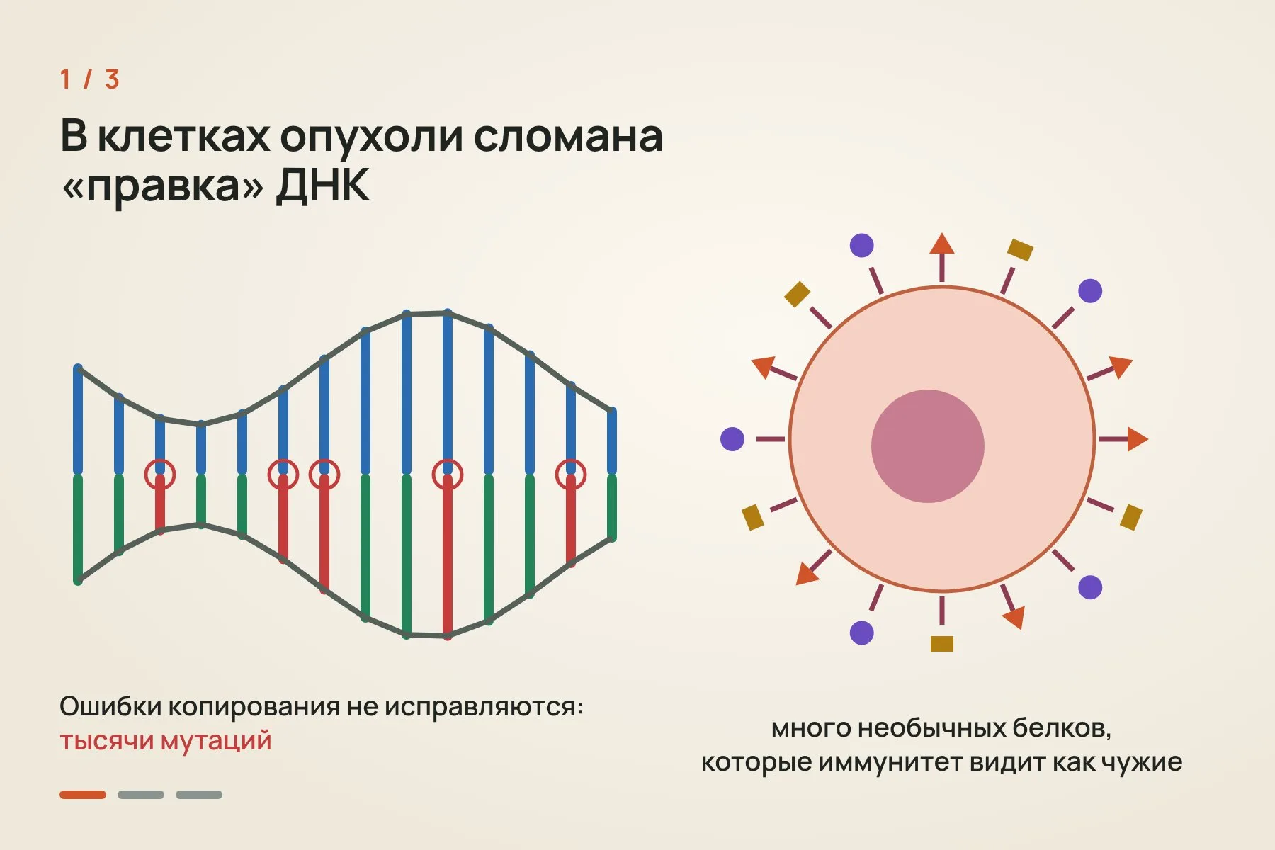 1. В клетках этого подтипа сломана система исправления ДНК, накапливаются тысячи мутаций, и клетка выставляет много необычных белков · 2. Опухоль «выключает» иммунную клетку через белок PD-1, своего рода стоп-кнопку · 3. Пембролизумаб блокирует эту кнопку, и иммунитет снова атакует опухоль. Иллюстрация: «Знай с Лобановым» — 1 из 3