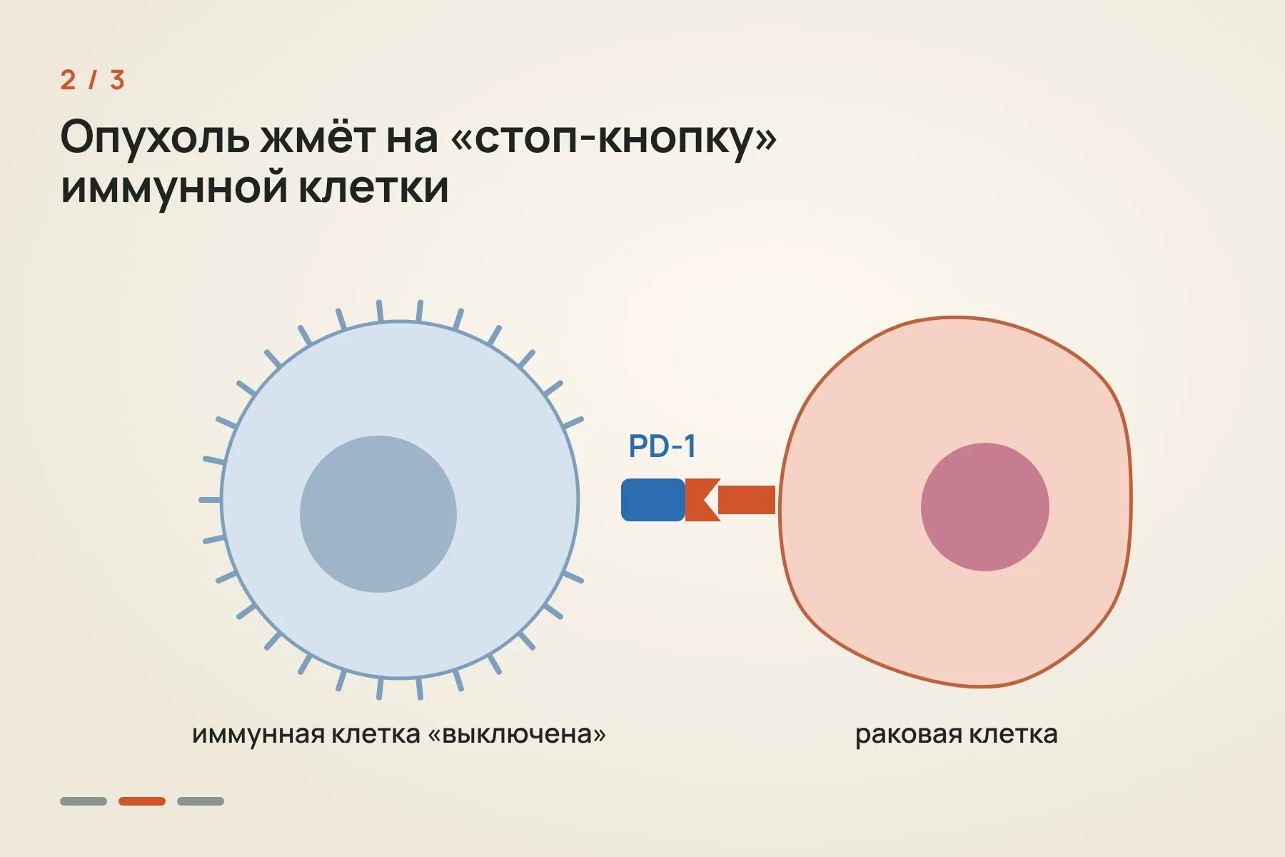 1. В клетках этого подтипа сломана система исправления ДНК, накапливаются тысячи мутаций, и клетка выставляет много необычных белков · 2. Опухоль «выключает» иммунную клетку через белок PD-1, своего рода стоп-кнопку · 3. Пембролизумаб блокирует эту кнопку, и иммунитет снова атакует опухоль. Иллюстрация: «Знай с Лобановым» — 2 из 3