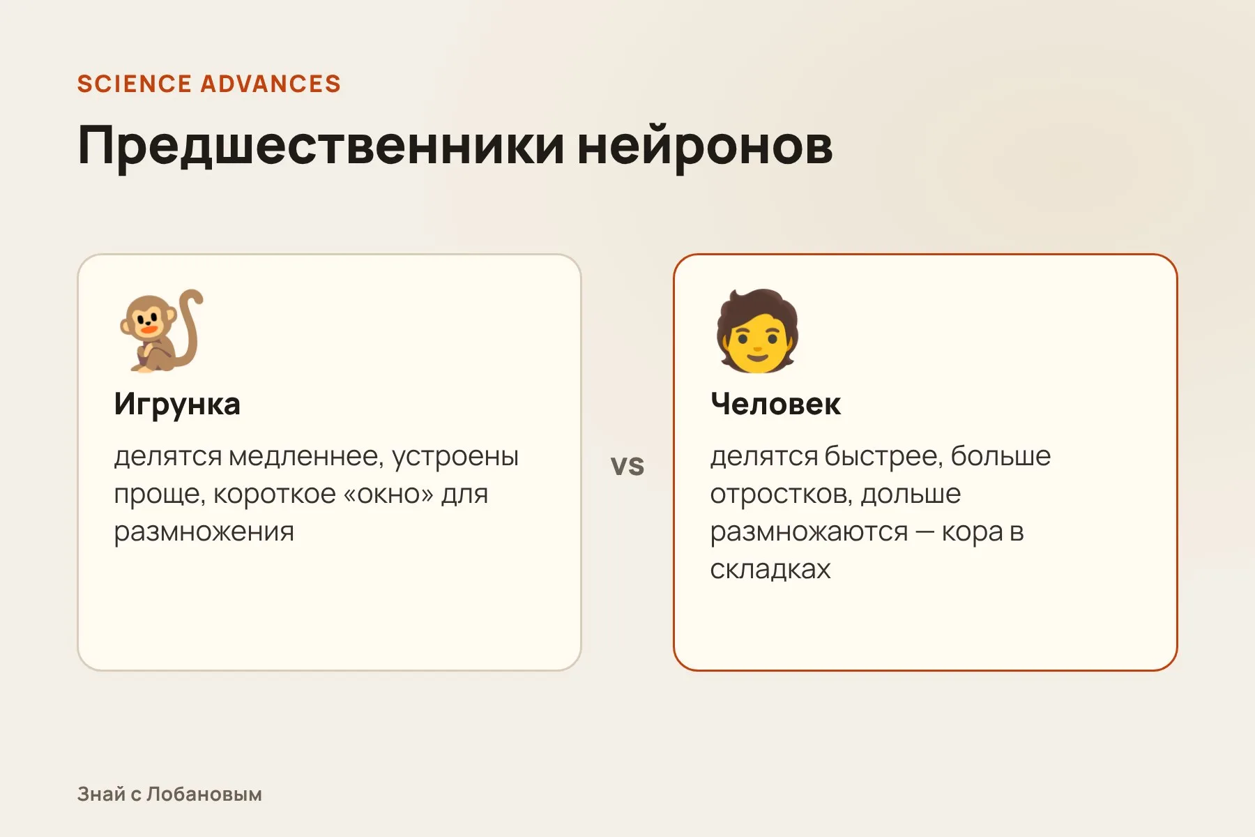 Чем отличаются клетки-предшественники игрунки и человека. Схема: «Знай с Лобановым» по данным Science Advances