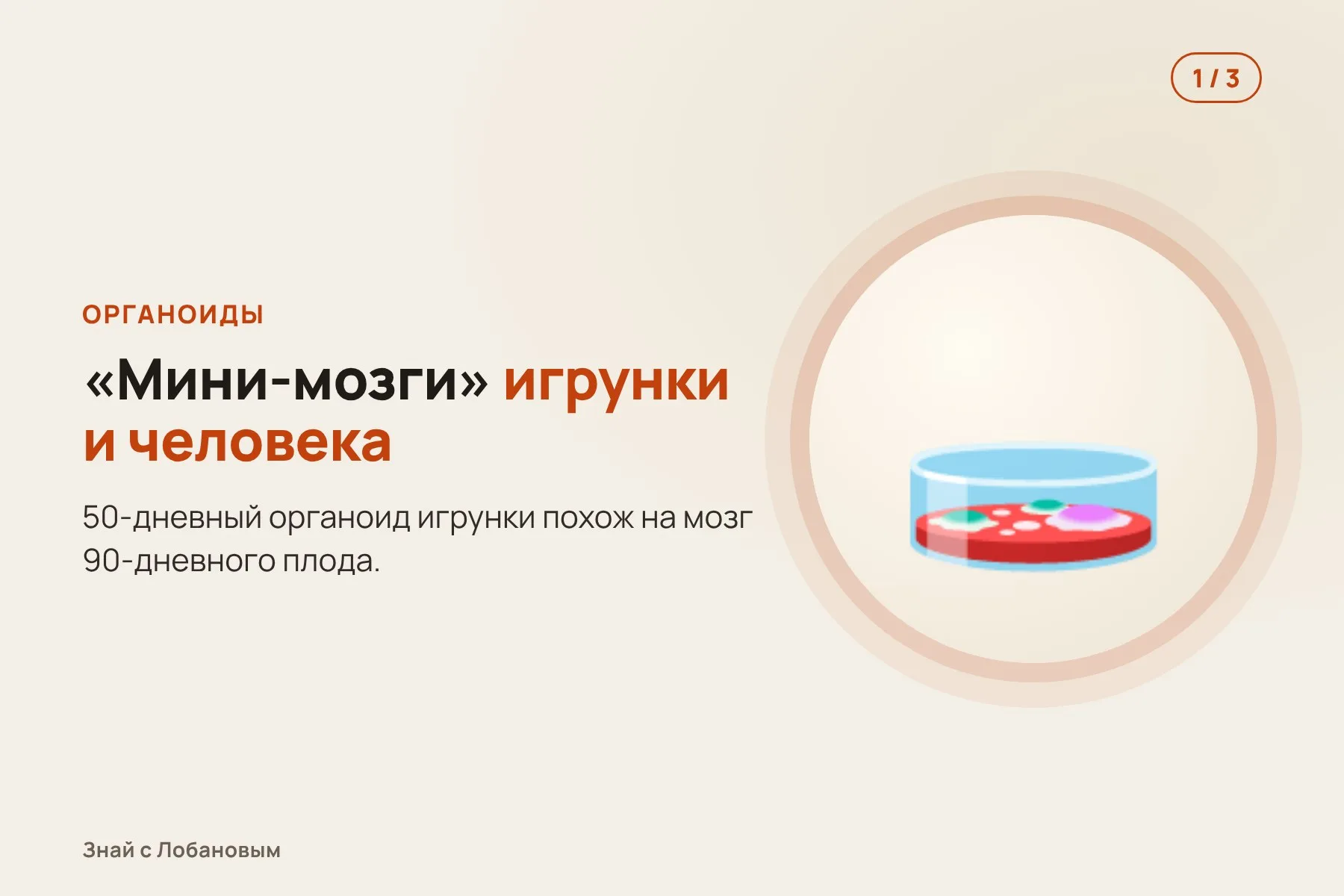 1. Из стволовых клеток выращивают органоиды — «мини-мозги» игрунки и человека. Иллюстрация: «Знай с Лобановым» по данным Science Advances, условно · 2. Клетки-предшественники нейронов у игрунки делятся медленнее и имеют меньше отростков. Иллюстрация: «Знай с Лобановым» по данным Science Advances, условно · 3. Нейронов получается меньше — мозг выходит маленьким и гладким. Иллюстрация: «Знай с Лобановым» по данным Science Advances, условно — 1 из 3