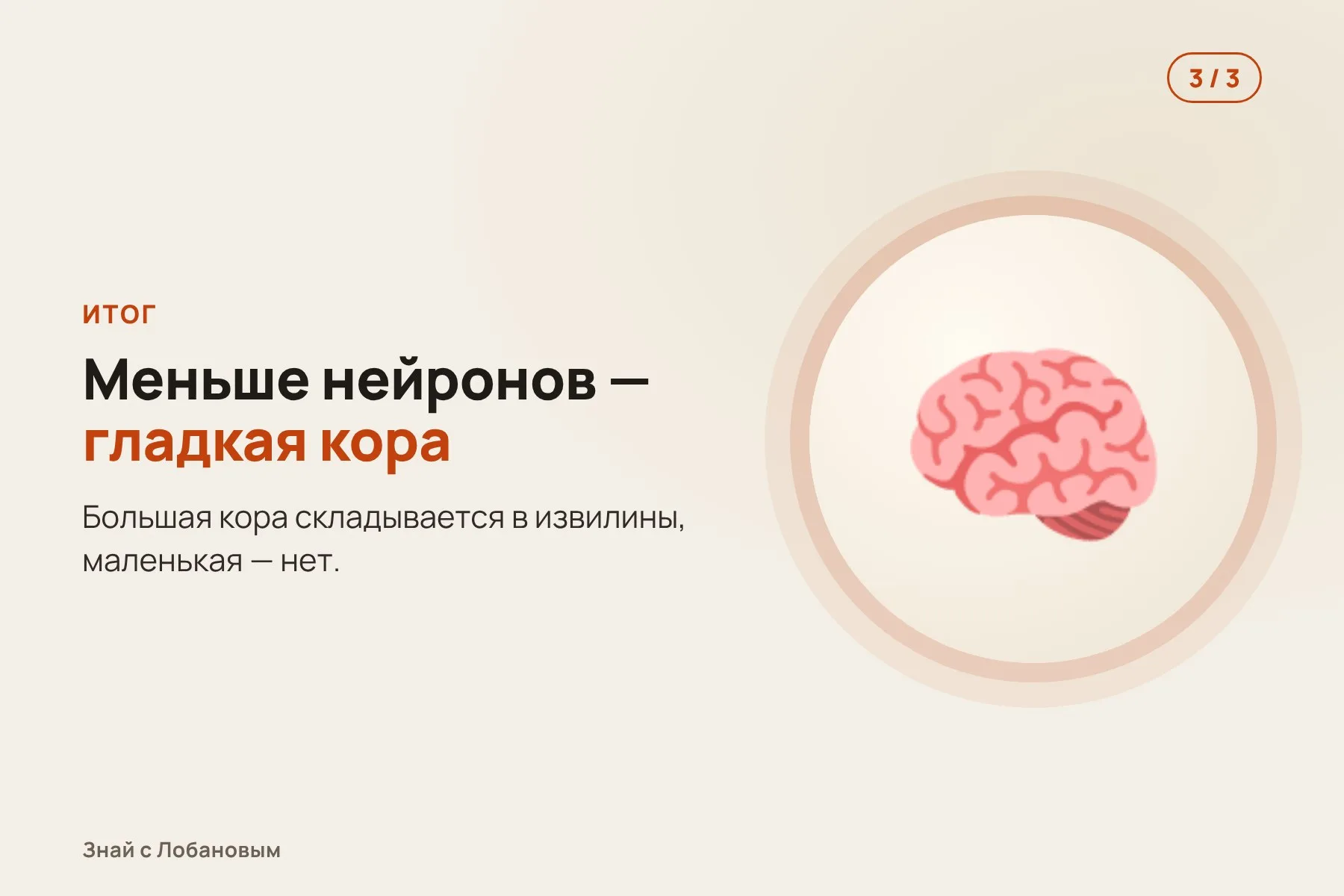 1. Из стволовых клеток выращивают органоиды — «мини-мозги» игрунки и человека. Иллюстрация: «Знай с Лобановым» по данным Science Advances, условно · 2. Клетки-предшественники нейронов у игрунки делятся медленнее и имеют меньше отростков. Иллюстрация: «Знай с Лобановым» по данным Science Advances, условно · 3. Нейронов получается меньше — мозг выходит маленьким и гладким. Иллюстрация: «Знай с Лобановым» по данным Science Advances, условно — 3 из 3