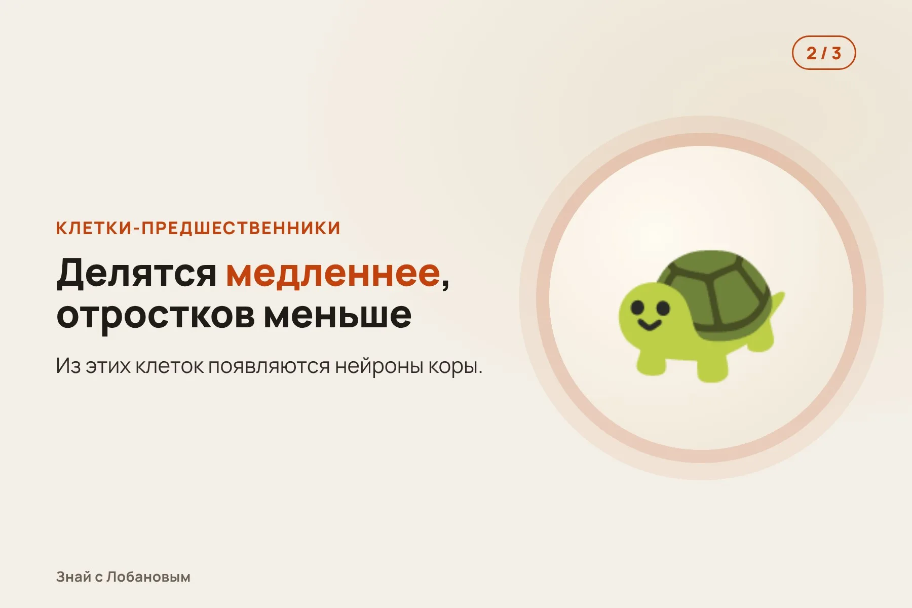 1. Из стволовых клеток выращивают органоиды — «мини-мозги» игрунки и человека. Иллюстрация: «Знай с Лобановым» по данным Science Advances, условно · 2. Клетки-предшественники нейронов у игрунки делятся медленнее и имеют меньше отростков. Иллюстрация: «Знай с Лобановым» по данным Science Advances, условно · 3. Нейронов получается меньше — мозг выходит маленьким и гладким. Иллюстрация: «Знай с Лобановым» по данным Science Advances, условно — 2 из 3