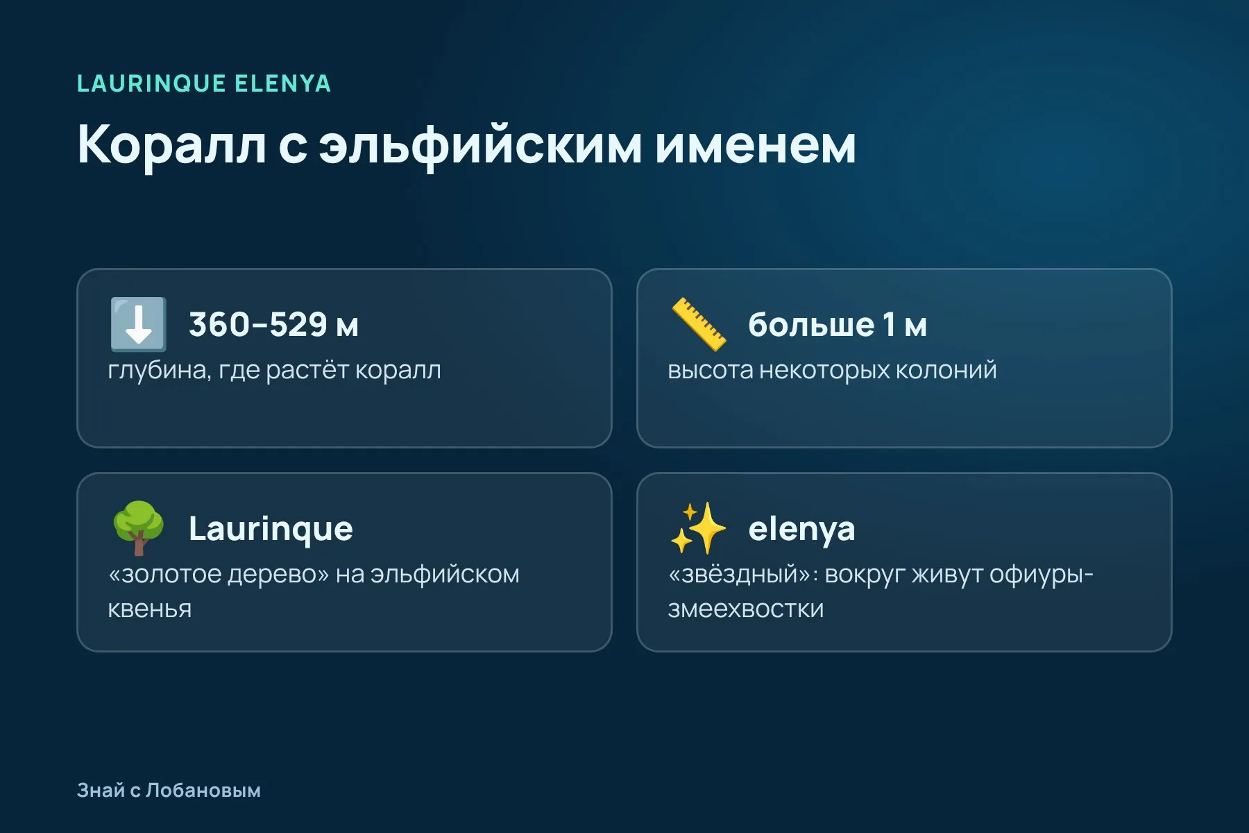 Где живёт Laurinque elenya: глубина 360–529 метров, высота колоний — больше метра. Схема: «Знай с Лобановым» по данным ZooKeys, условно