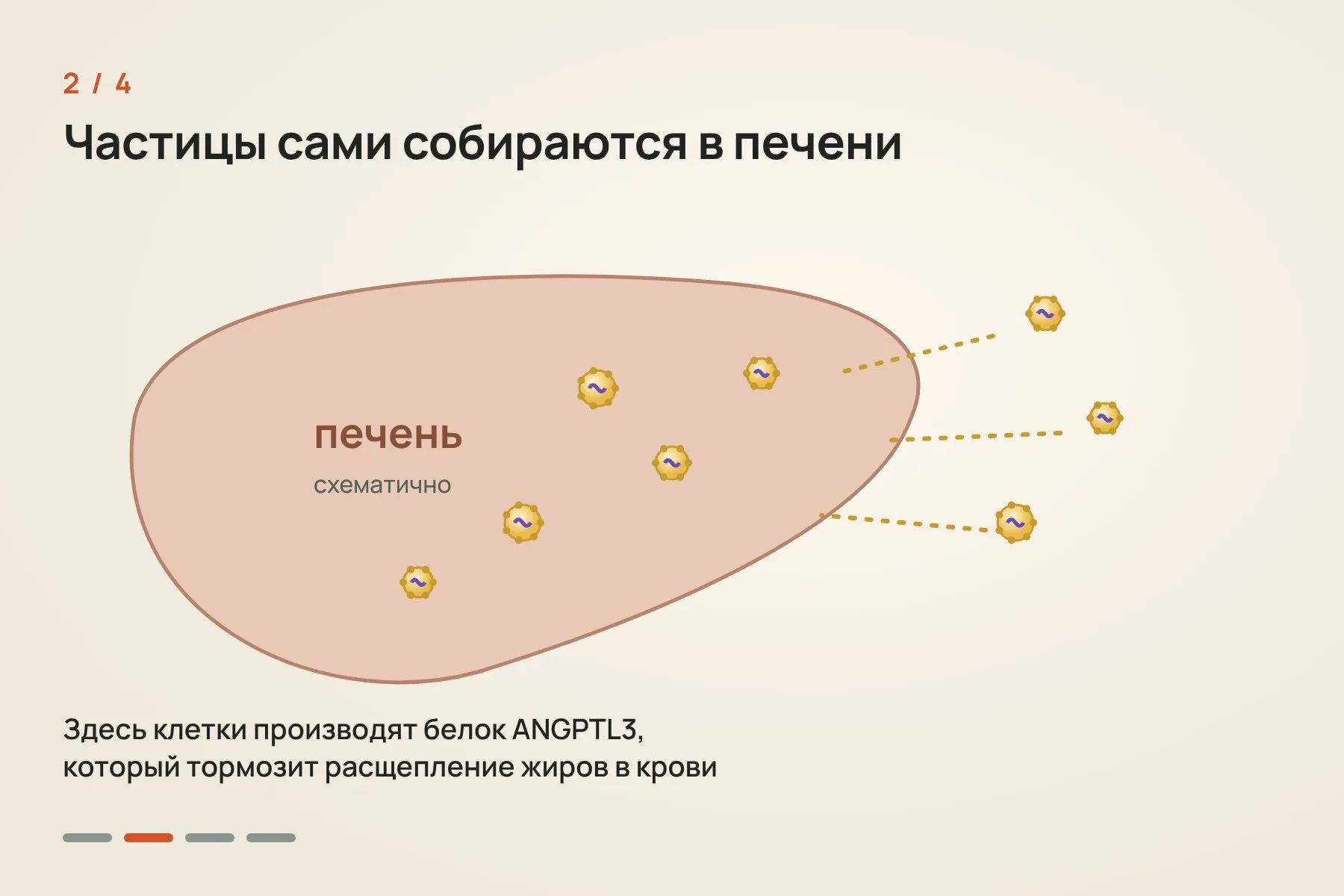 1. Препарат вводят один раз внутривенно: инструкции для CRISPR-ножниц упакованы в липидные наночастицы · 2. Частицы сами собираются в печени, где производится белок ANGPTL3 · 3. Направляющая РНК находит ген ANGPTL3, а белок Cas9 разрезает ДНК · 4. Клетка зашивает разрез с ошибками, ген перестаёт работать, и белка ANGPTL3 становится меньше. Иллюстрация: «Знай с Лобановым» — 2 из 4