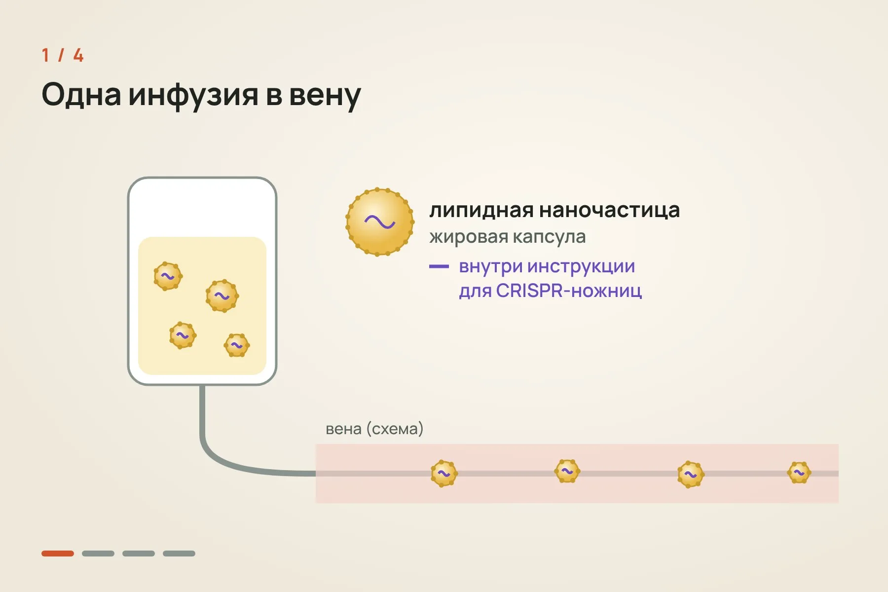 1. Препарат вводят один раз внутривенно: инструкции для CRISPR-ножниц упакованы в липидные наночастицы · 2. Частицы сами собираются в печени, где производится белок ANGPTL3 · 3. Направляющая РНК находит ген ANGPTL3, а белок Cas9 разрезает ДНК · 4. Клетка зашивает разрез с ошибками, ген перестаёт работать, и белка ANGPTL3 становится меньше. Иллюстрация: «Знай с Лобановым» — 1 из 4