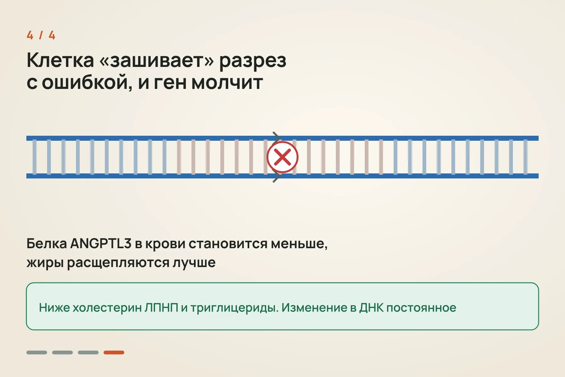 1. Препарат вводят один раз внутривенно: инструкции для CRISPR-ножниц упакованы в липидные наночастицы · 2. Частицы сами собираются в печени, где производится белок ANGPTL3 · 3. Направляющая РНК находит ген ANGPTL3, а белок Cas9 разрезает ДНК · 4. Клетка зашивает разрез с ошибками, ген перестаёт работать, и белка ANGPTL3 становится меньше. Иллюстрация: «Знай с Лобановым» — 4 из 4