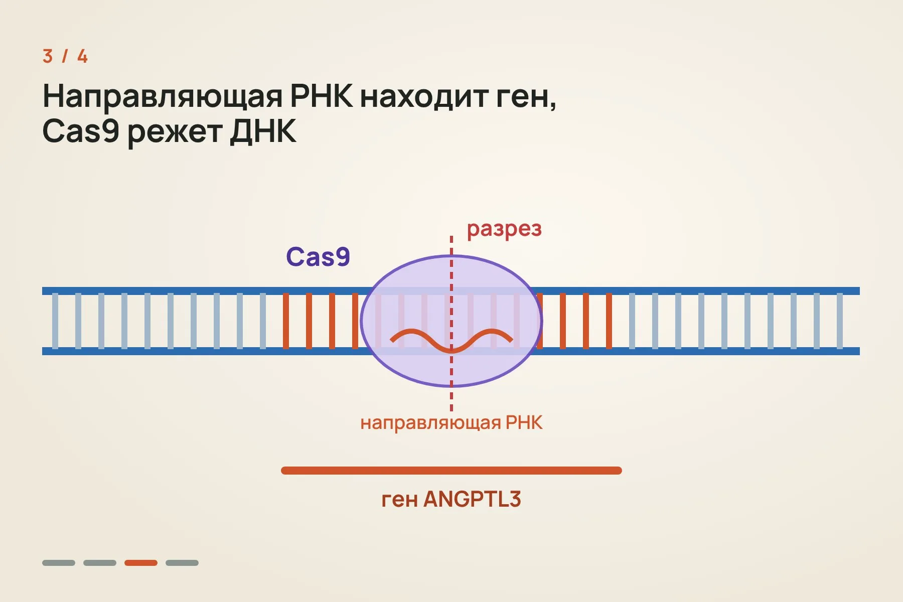 1. Препарат вводят один раз внутривенно: инструкции для CRISPR-ножниц упакованы в липидные наночастицы · 2. Частицы сами собираются в печени, где производится белок ANGPTL3 · 3. Направляющая РНК находит ген ANGPTL3, а белок Cas9 разрезает ДНК · 4. Клетка зашивает разрез с ошибками, ген перестаёт работать, и белка ANGPTL3 становится меньше. Иллюстрация: «Знай с Лобановым» — 3 из 4