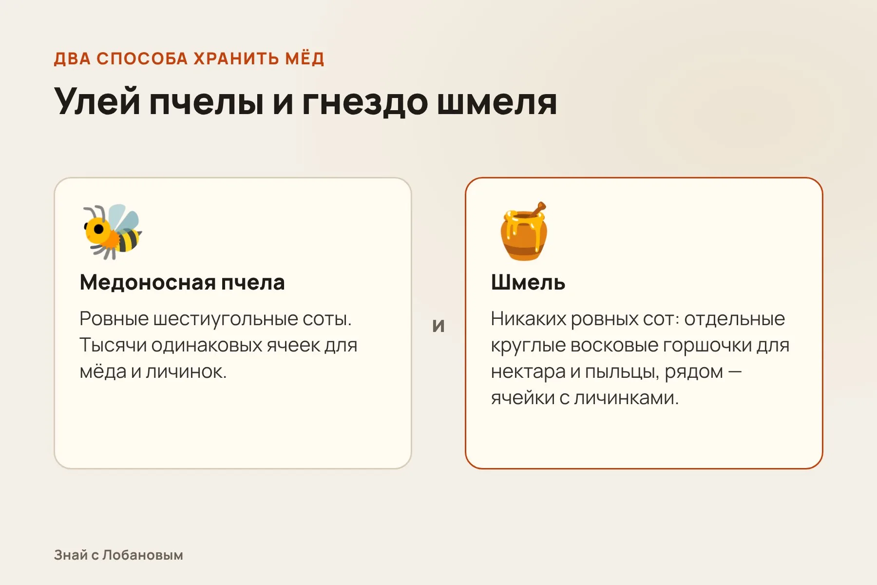 Чем гнездо шмеля отличается от улья медоносной пчелы. Схема: «Знай с Лобановым», условно