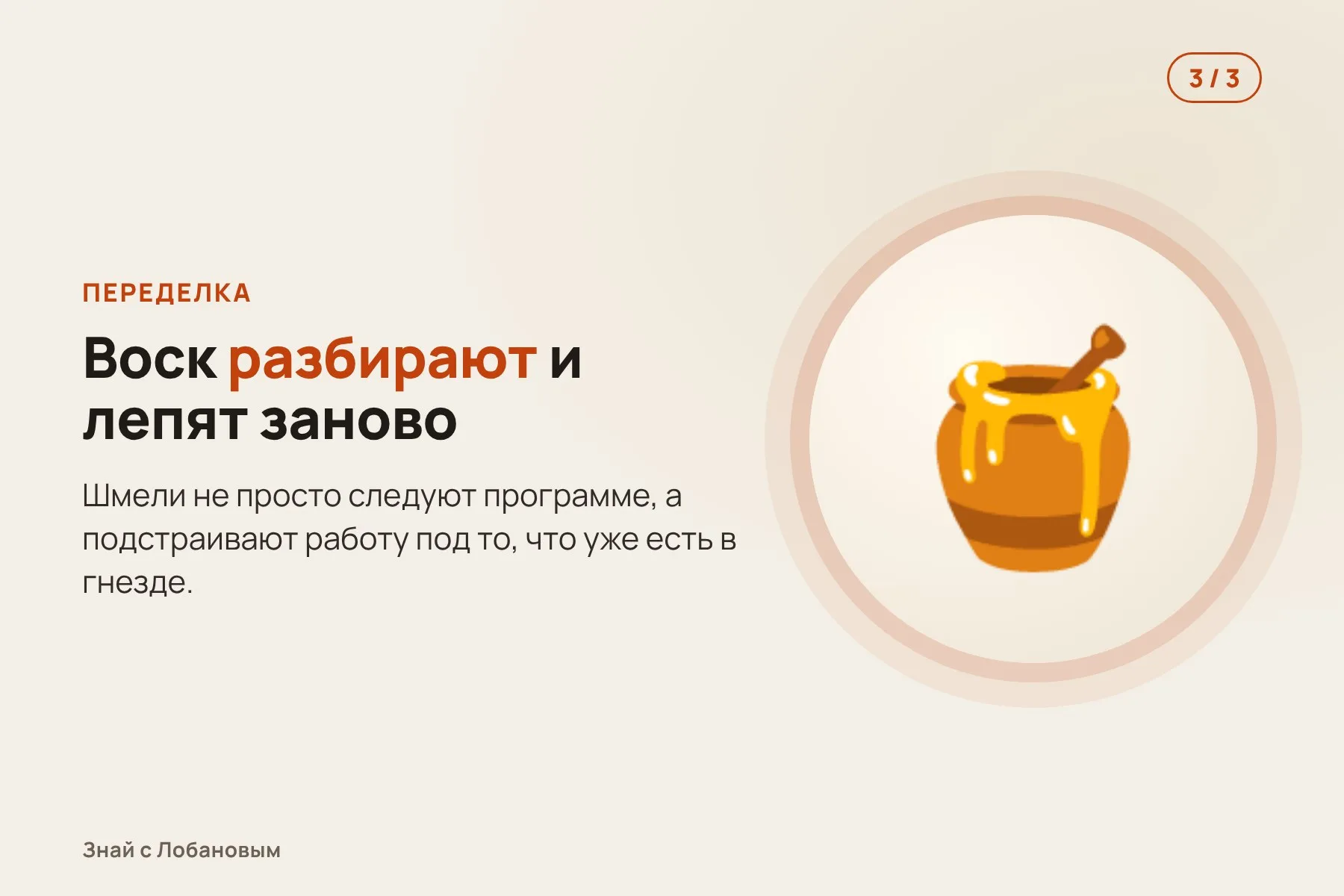 1. Шмели получают пластиковые медовые горшочки, напечатанные на 3D-принтере. Иллюстрация: «Знай с Лобановым» по данным Current Biology, условно · 2. Незаконченные конструкции шмели достраивают воском до рабочих горшков. Иллюстрация: «Знай с Лобановым» по данным Current Biology, условно · 3. Шмели разбирают воск и лепят его заново, переделывая форму по-своему. Иллюстрация: «Знай с Лобановым» по данным Current Biology, условно — 3 из 3