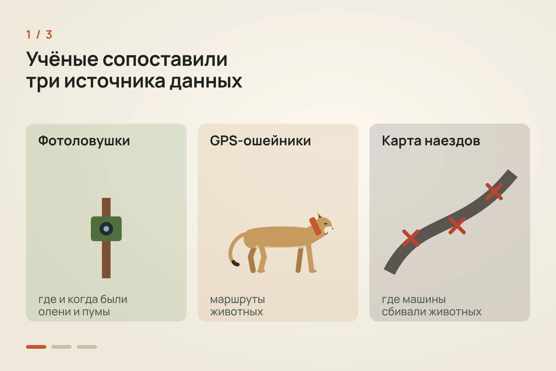 1. Учёные сопоставили данные фотоловушек, GPS-ошейников и карту мест, где машины сбивали животных · 2. Там, где пум много, вероятность встретить оленя на участках с густой сетью дорог была на 15% ниже (схема, не в масштабе) · 3. Кроме того, олени сдвигали активность на светлое время суток, а ночью столкновения особенно опасны. Схема: «Знай с Лобановым» по данным Current Biology — 1 из 3