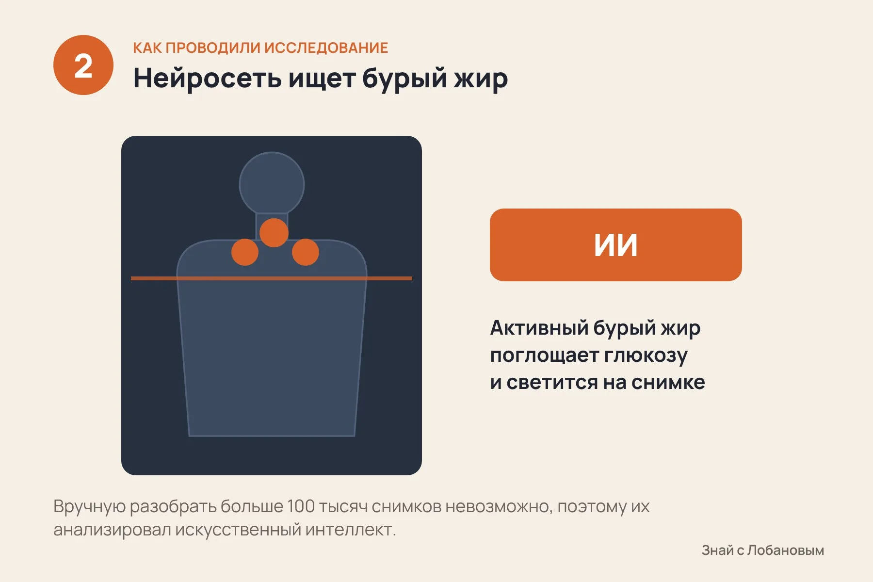 1. Собрали снимки ПЭТ-КТ более 100 тысяч пациентов, сделанные с 2009 по 2024 год для наблюдения за онкологией · 2. Искусственный интеллект находил на снимках бурый жир: он поглощает глюкозу и светится, как и другие активные ткани · 3. Людей с бурым жиром и без него сравнили по диагнозам из медицинских карт. Кадр 1 — фотореалистичная ИИ-иллюстрация ПЭТ-КТ с вымышленными людьми; кадры 2–3 — исходные схемы по данным Nature. — 2 из 3