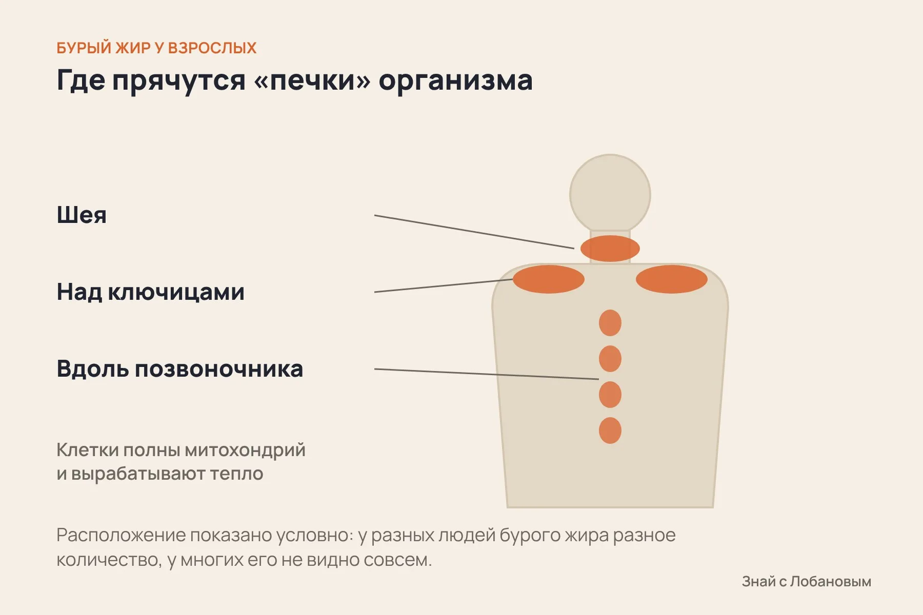 Где у взрослого человека обычно встречаются островки бурого жира: шея, область над ключицами, вдоль позвоночника. Схема: «Знай с Лобановым», условно