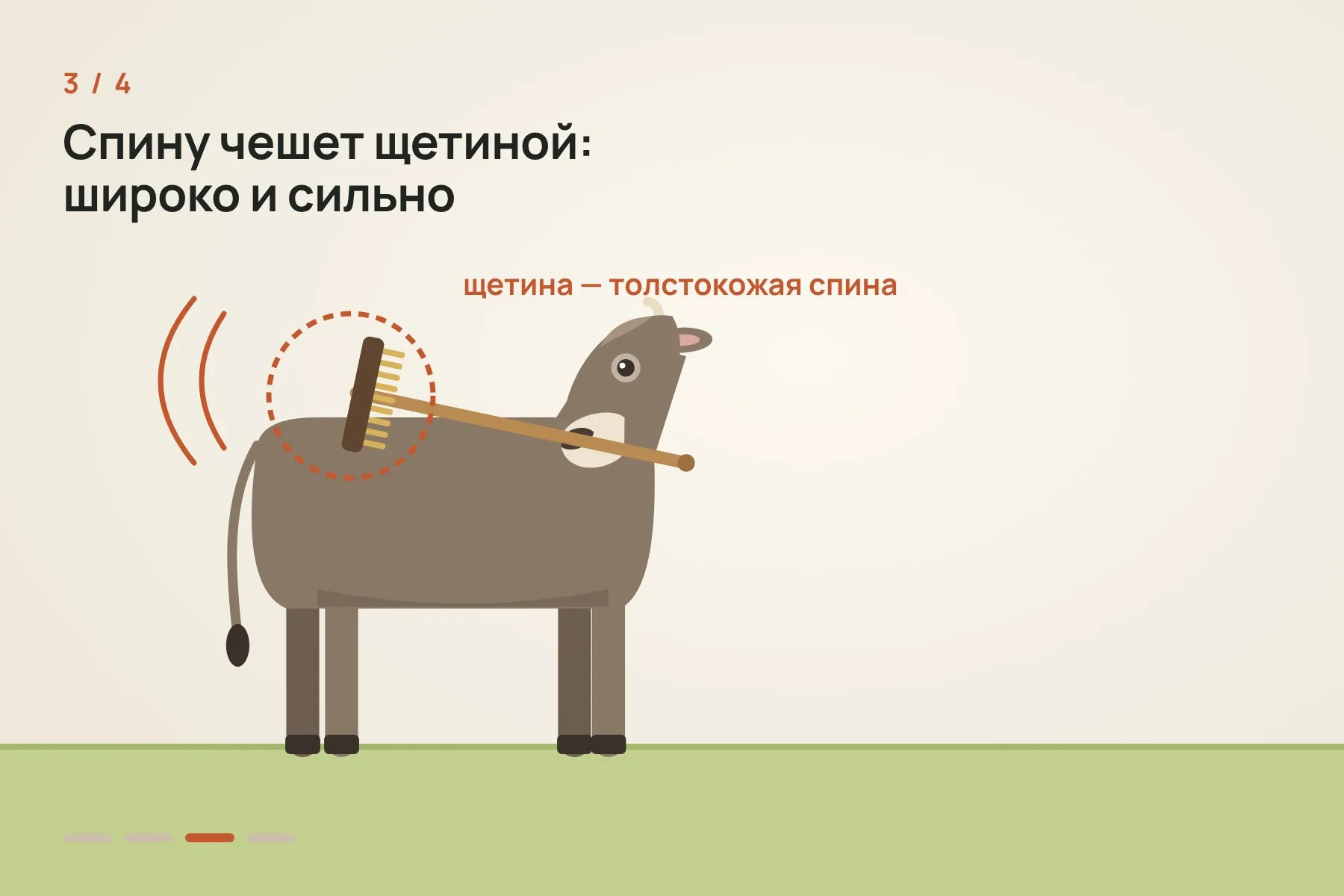 1. Щётку для мытья палубы кладут на землю рядом с Вероникой, каждый раз в случайном положении · 2. Рук у коровы нет: она поднимает щётку языком и зажимает её ртом · 3. Толстокожую спину Вероника чешет щетиной, широкими и сильными движениями · 4. Мягкий и чувствительный живот она чешет гладкой ручкой, медленнее и аккуратнее. Иллюстрация: «Знай с Лобановым» по данным Current Biology — 3 из 4
