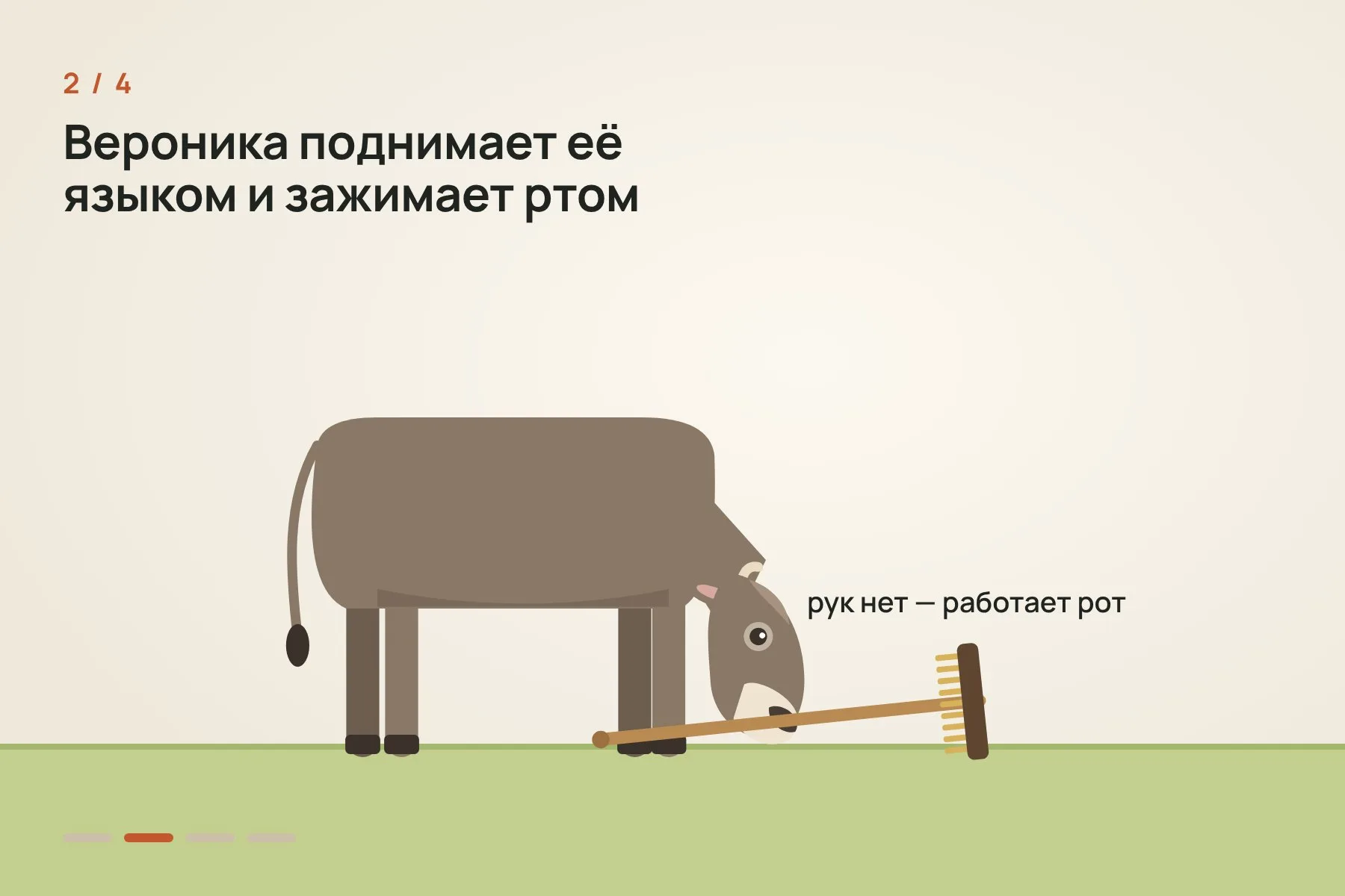 1. Щётку для мытья палубы кладут на землю рядом с Вероникой, каждый раз в случайном положении · 2. Рук у коровы нет: она поднимает щётку языком и зажимает её ртом · 3. Толстокожую спину Вероника чешет щетиной, широкими и сильными движениями · 4. Мягкий и чувствительный живот она чешет гладкой ручкой, медленнее и аккуратнее. Иллюстрация: «Знай с Лобановым» по данным Current Biology — 2 из 4