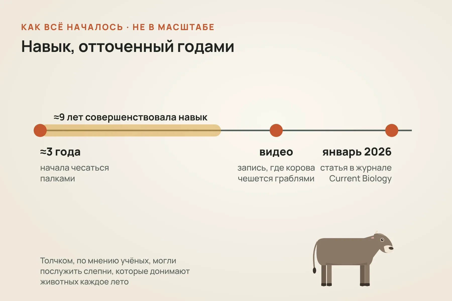 Вероника начала чесаться палками примерно в три года и около девяти лет совершенствовала навык. Учёные узнали о ней по видео, где корова чешется граблями, а описание вышло в Current Biology в январе 2026 года. Схема: «Знай с Лобановым» по данным Current Biology