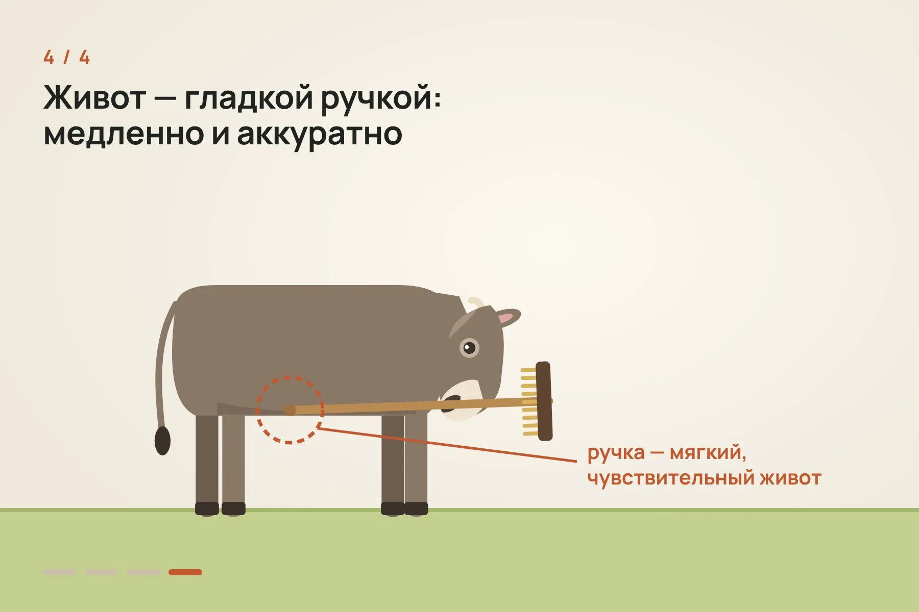 1. Щётку для мытья палубы кладут на землю рядом с Вероникой, каждый раз в случайном положении · 2. Рук у коровы нет: она поднимает щётку языком и зажимает её ртом · 3. Толстокожую спину Вероника чешет щетиной, широкими и сильными движениями · 4. Мягкий и чувствительный живот она чешет гладкой ручкой, медленнее и аккуратнее. Иллюстрация: «Знай с Лобановым» по данным Current Biology — 4 из 4