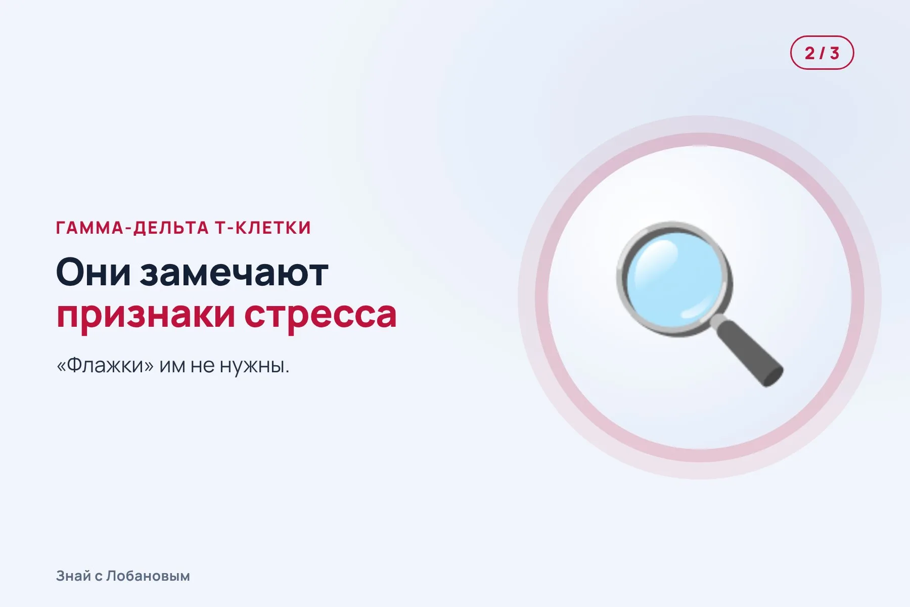 1. Обычные Т-клетки не видят опухоль: она убрала с поверхности «флажки» MHC-I. Иллюстрация: «Знай с Лобановым» по данным Cancer Cell, условно · 2. Гамма-дельта Т-клетки замечают признаки стресса в раковой клетке. Иллюстрация: «Знай с Лобановым» по данным Cancer Cell, условно · 3. Они атакуют и убивают клетки опухоли. Иллюстрация: «Знай с Лобановым» по данным Cancer Cell, условно — 2 из 3