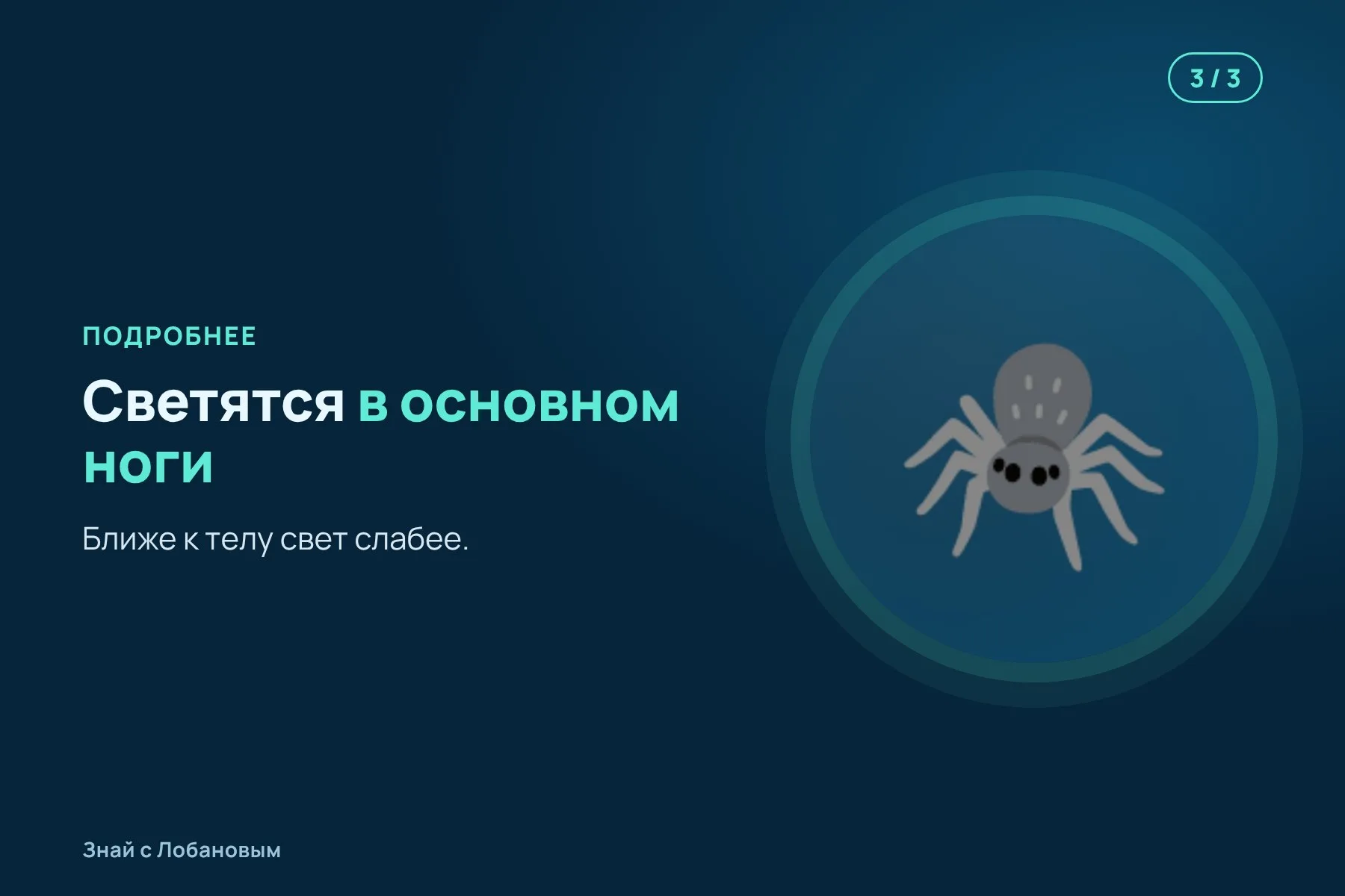 1. 2017 год: пауков поднимают с глубин до 5 километров у берегов Австралии. Иллюстрация: «Знай с Лобановым» по данным Deep Sea Research Part I, условно · 2. В тёмной лаборатории на корабле ноги пауков начинают светиться. Иллюстрация: «Знай с Лобановым» по данным Deep Sea Research Part I, условно · 3. Светятся в основном ноги, ближе к телу свет слабее. Иллюстрация: «Знай с Лобановым» по данным Deep Sea Research Part I, условно — 3 из 3