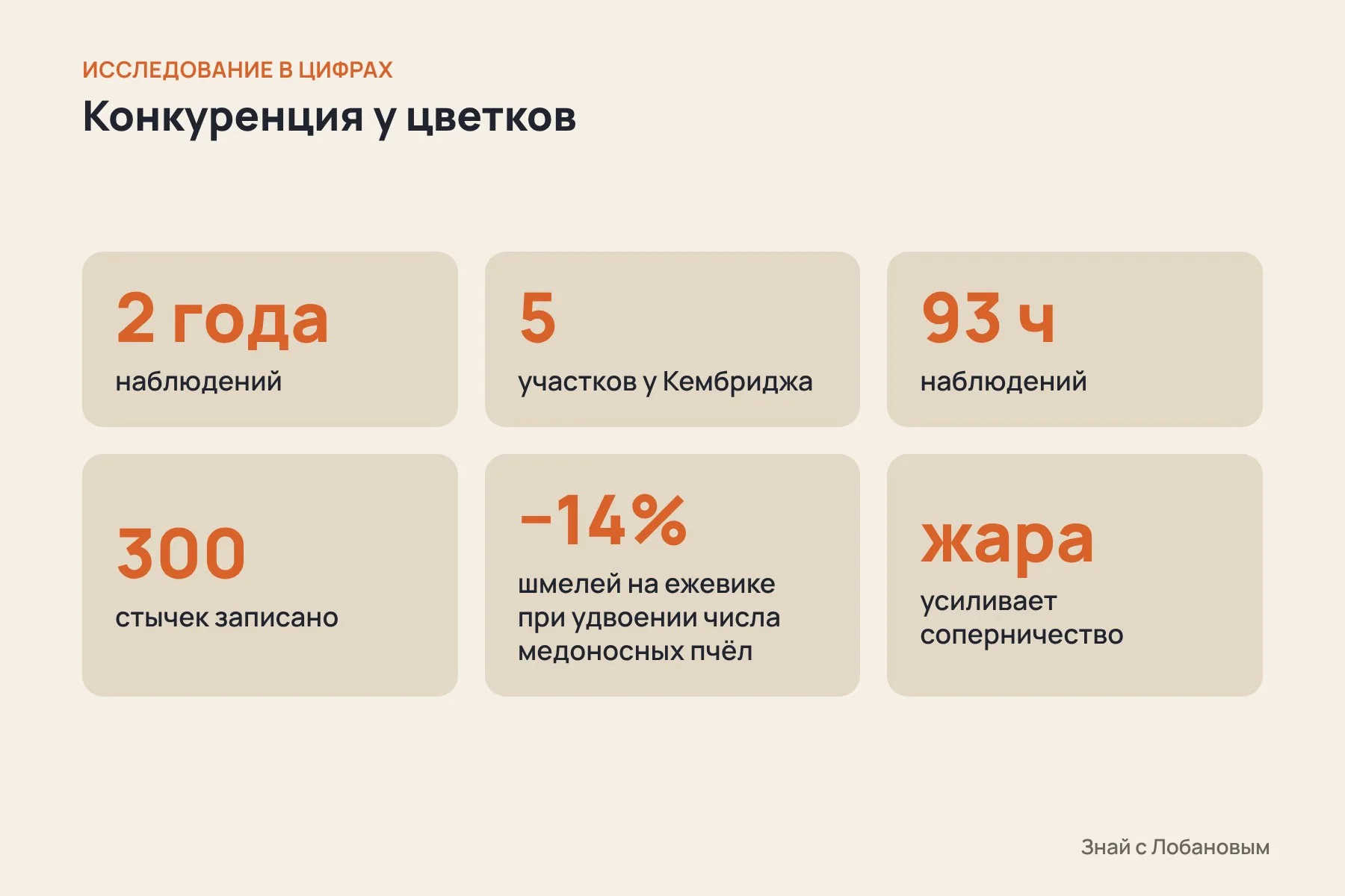 Исследование в цифрах: 2 года, 5 участков, 93 часа наблюдений, 300 стычек, на 14% меньше шмелей при удвоении числа медоносных пчёл. Схема: «Знай с Лобановым» по данным Ecological Entomology
