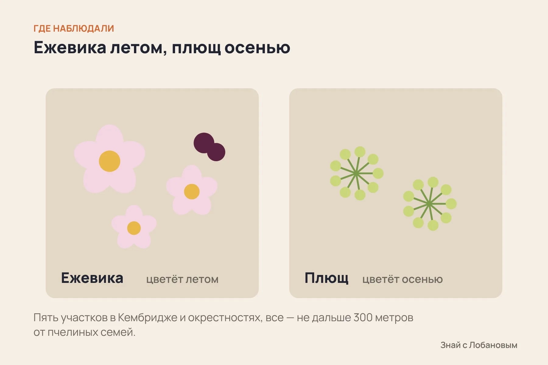 Два растения, за которыми наблюдали учёные: летняя ежевика и осенний плющ. Иллюстрация: «Знай с Лобановым» по данным Ecological Entomology