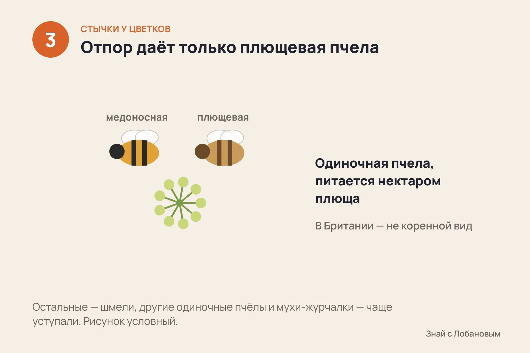 1. Соперник сам уступает цветок: так было в 28% встреч на ежевике и в 36% на плюще · 2. Пчела прямо прогоняет или вытесняет соперника — как минимум в каждой пятой своей победе · 3. Единственный, кто давал отпор, — плющевая пчела. Кадры 1–2 — фотореалистичные ИИ-иллюстрации условных встреч опылителей; кадр 3 — исходная схема по данным Ecological Entomology. Это не фотографии наблюдений. — 3 из 3