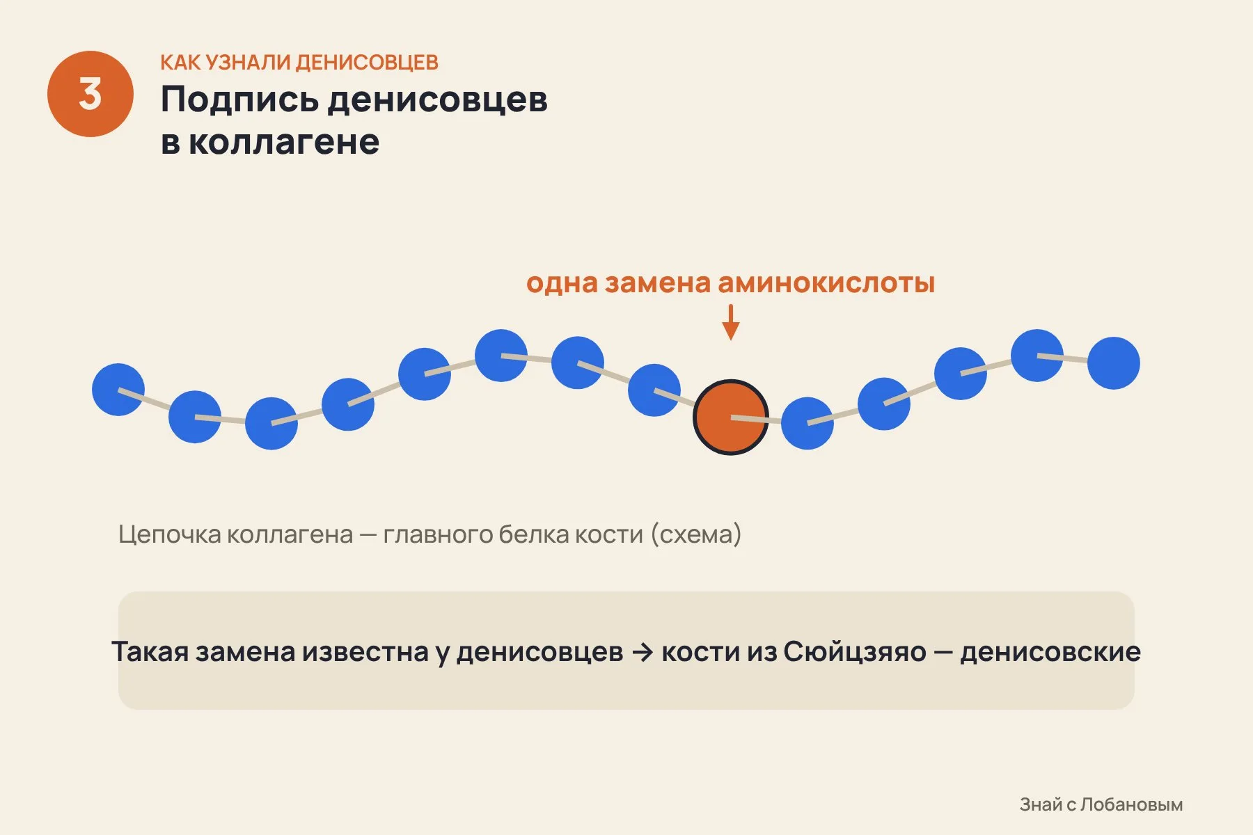 1. Из теменной кости и нижней челюсти берут крошечные образцы — ДНК в них давно разрушилась, а белки сохранились · 2. Масс-спектрометр читает обрывки белков: всего удалось найти 18 собственных белков древних людей · 3. В коллагене нашлась замена одной аминокислоты, характерная для денисовцев. Кадры 1–2 — фотореалистичные ИИ-иллюстрации отбора образца и работы с масс-спектрометром, не фотографии исследования; кадр 3 — исходная условная схема по данным Nature. — 3 из 3