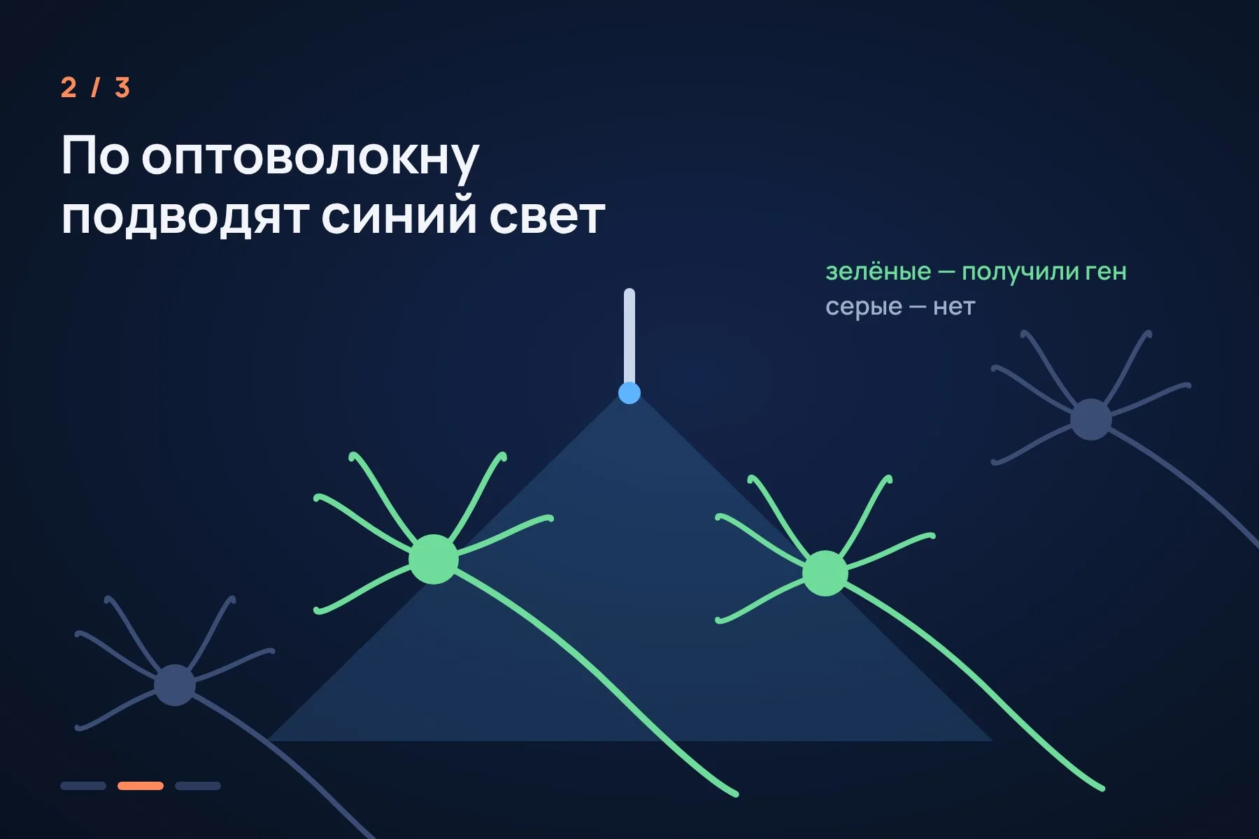 1. Ген каналородопсина доставляют только в клетки нужного типа — остальные нейроны его не получают · 2. По тонкому оптоволокну к этим клеткам подводят синий свет · 3. Вспышка открывает каналы, и нейроны посылают импульс. Свет погас — клетки затихли. Иллюстрация: «Знай с Лобановым» по данным Нобелевского комитета, условно — 2 из 3