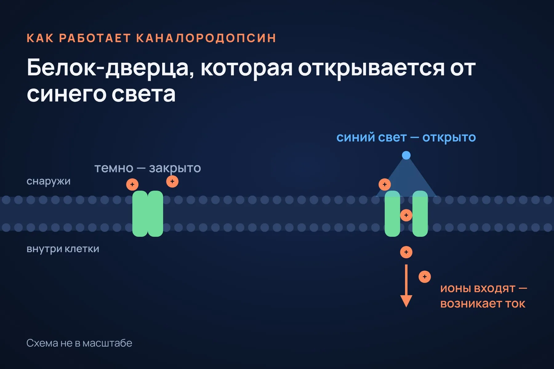 Каналородопсин — белок-дверца в оболочке клетки. В темноте он закрыт. Под синим светом открывается, внутрь входят ионы, и возникает электрический сигнал. Схема: «Знай с Лобановым» по данным Нобелевского комитета, не в масштабе