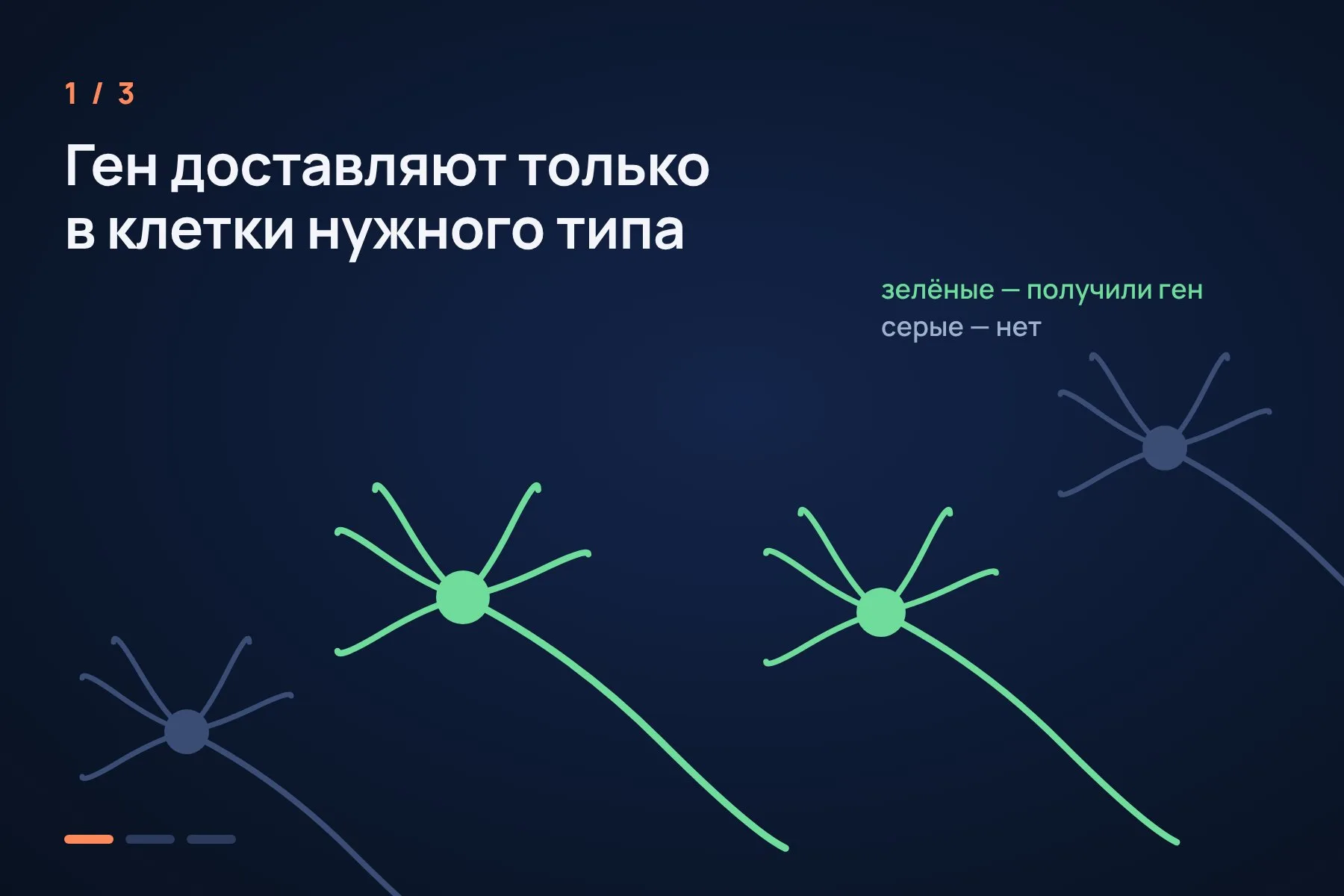 1. Ген каналородопсина доставляют только в клетки нужного типа — остальные нейроны его не получают · 2. По тонкому оптоволокну к этим клеткам подводят синий свет · 3. Вспышка открывает каналы, и нейроны посылают импульс. Свет погас — клетки затихли. Иллюстрация: «Знай с Лобановым» по данным Нобелевского комитета, условно — 1 из 3