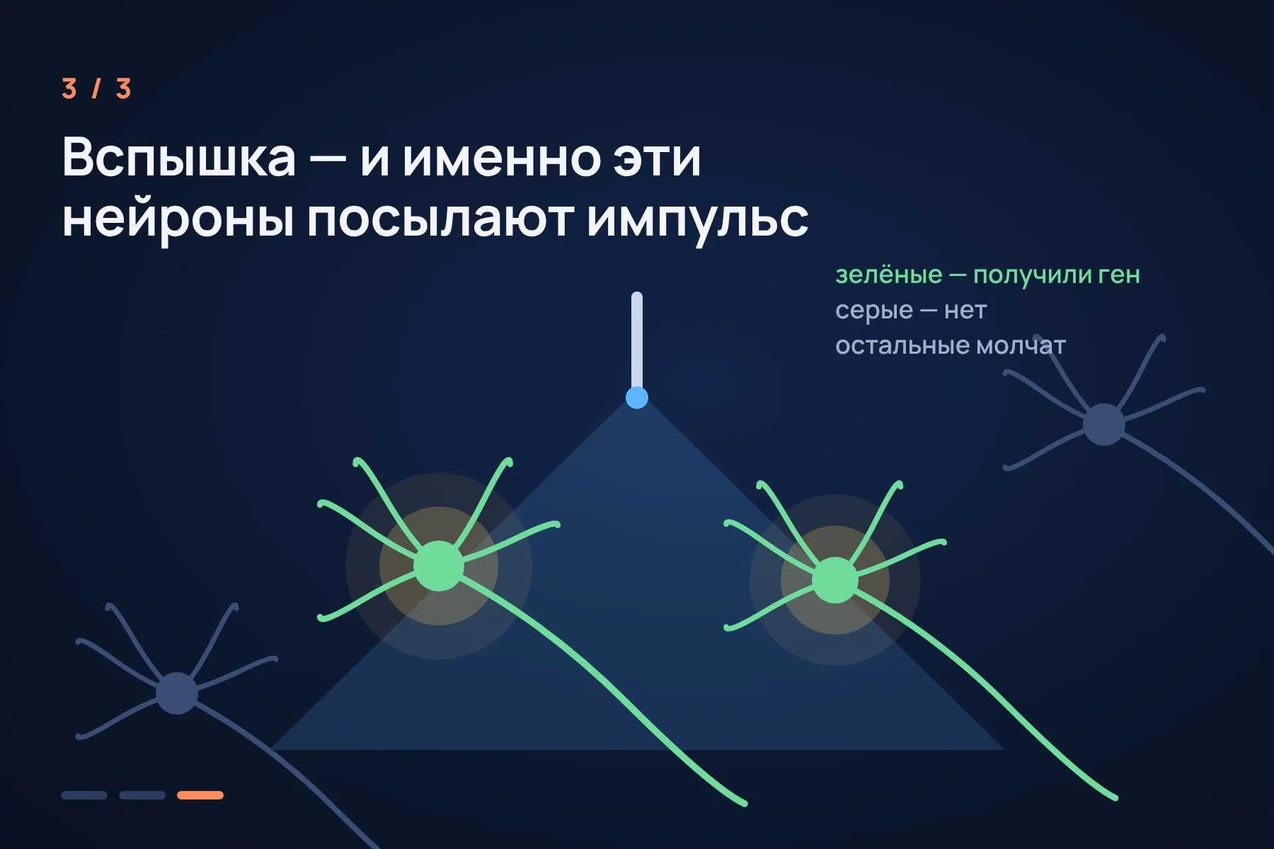 1. Ген каналородопсина доставляют только в клетки нужного типа — остальные нейроны его не получают · 2. По тонкому оптоволокну к этим клеткам подводят синий свет · 3. Вспышка открывает каналы, и нейроны посылают импульс. Свет погас — клетки затихли. Иллюстрация: «Знай с Лобановым» по данным Нобелевского комитета, условно — 3 из 3