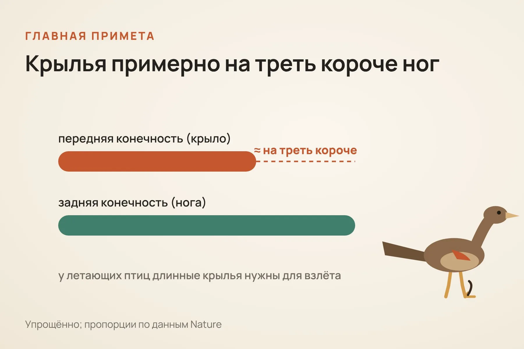 Передние конечности Yuezhuornis примерно на треть короче задних. У летающих птиц и многих их юрских родичей всё наоборот: длинные крылья нужны для взлёта. Схема: «Знай с Лобановым» по данным Nature, упрощённо