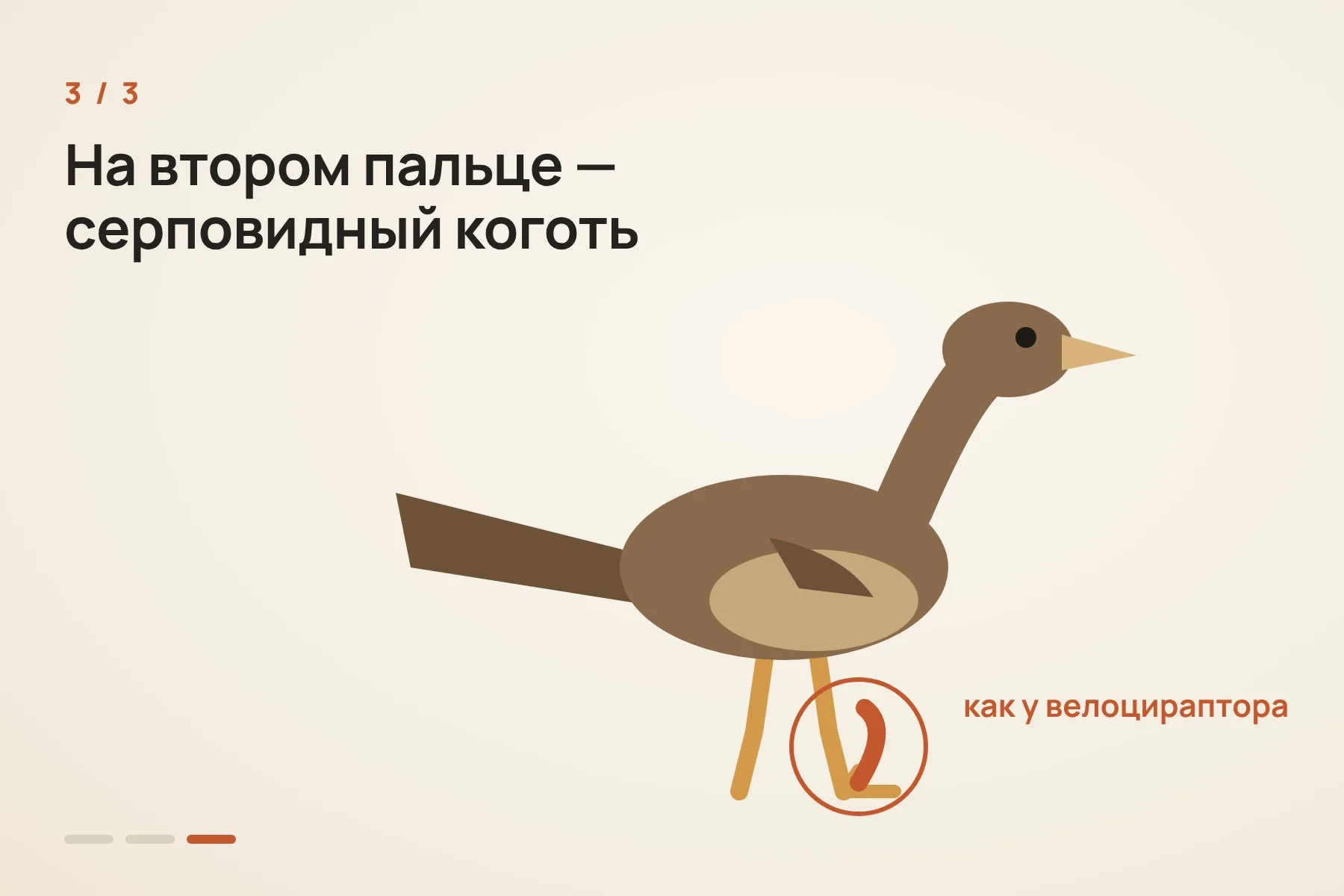 1. Череп и таз — птичьи · 2. Некоторые черты черепа — как у троодонтид, небольших хищных динозавров · 3. На втором пальце ноги — серповидный коготь, как у велоцираптора. Иллюстрация: «Знай с Лобановым» по данным Nature, условно — 3 из 3