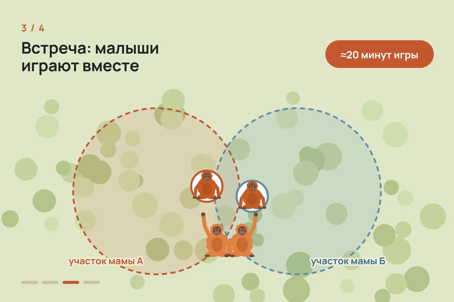 1. У каждой самки свой участок леса, и участки соседок частично пересекаются (схема, не в масштабе) · 2. За день до игры мать начинает смещаться в сторону основной территории другой самки · 3. Матери встречаются, и малыши играют вместе · 4. После встречи мать возвращается к центру собственного участка. Схема: «Знай с Лобановым» по данным PNAS — 3 из 4