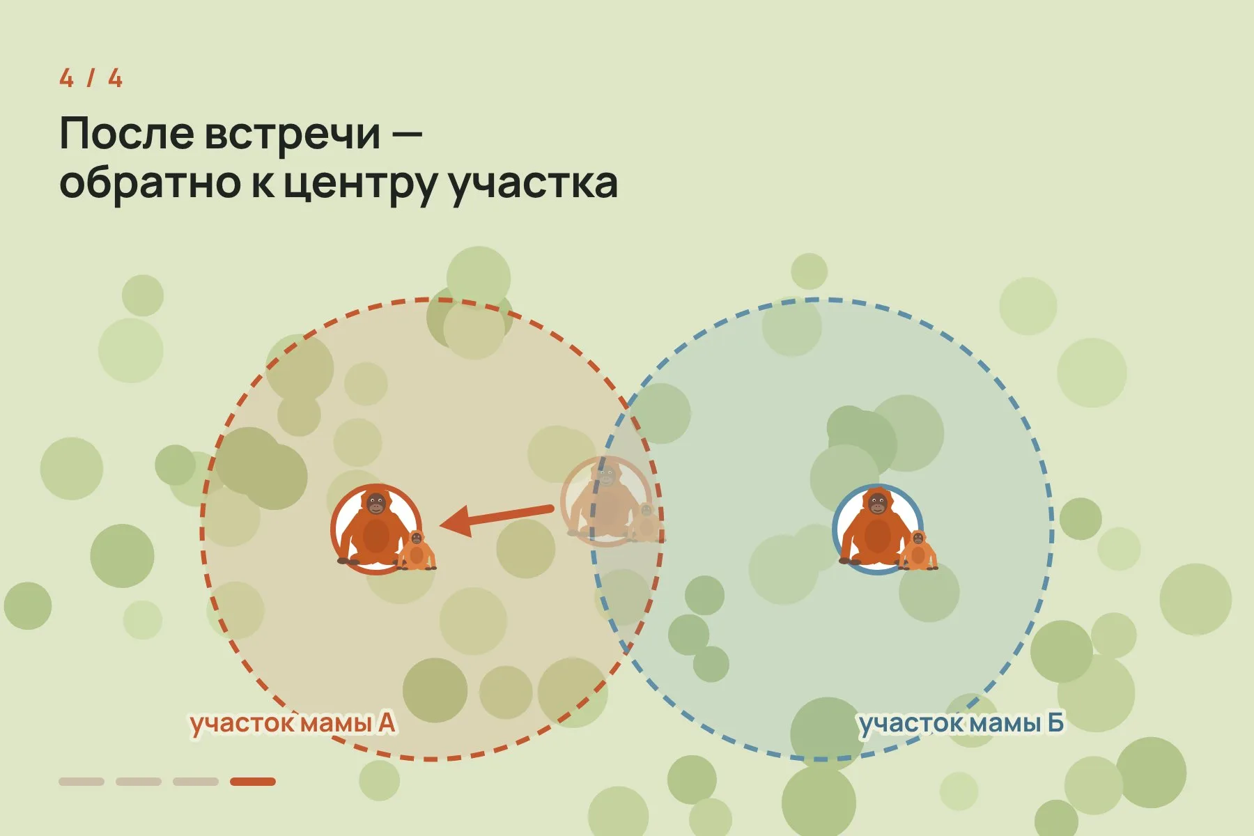 1. У каждой самки свой участок леса, и участки соседок частично пересекаются (схема, не в масштабе) · 2. За день до игры мать начинает смещаться в сторону основной территории другой самки · 3. Матери встречаются, и малыши играют вместе · 4. После встречи мать возвращается к центру собственного участка. Схема: «Знай с Лобановым» по данным PNAS — 4 из 4