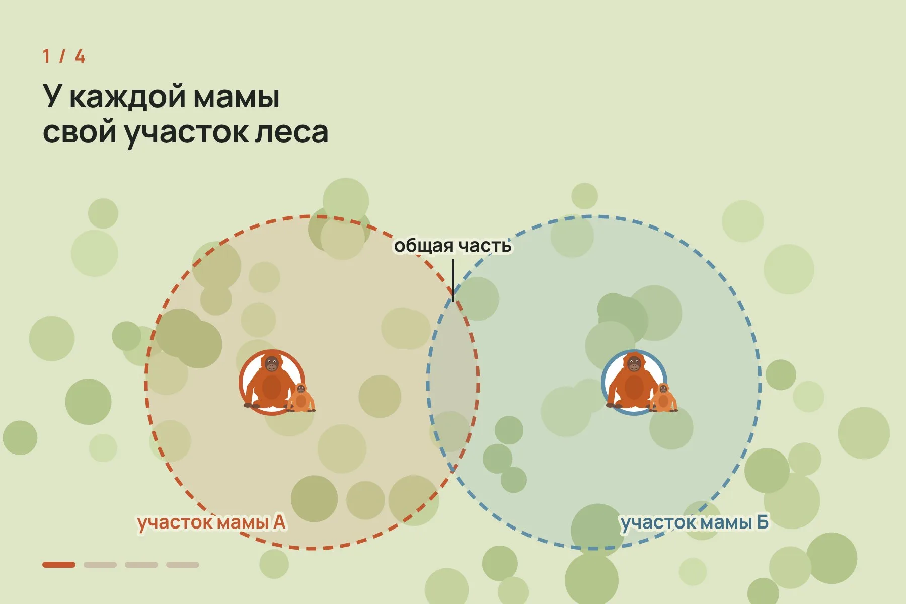 1. У каждой самки свой участок леса, и участки соседок частично пересекаются (схема, не в масштабе) · 2. За день до игры мать начинает смещаться в сторону основной территории другой самки · 3. Матери встречаются, и малыши играют вместе · 4. После встречи мать возвращается к центру собственного участка. Схема: «Знай с Лобановым» по данным PNAS — 1 из 4