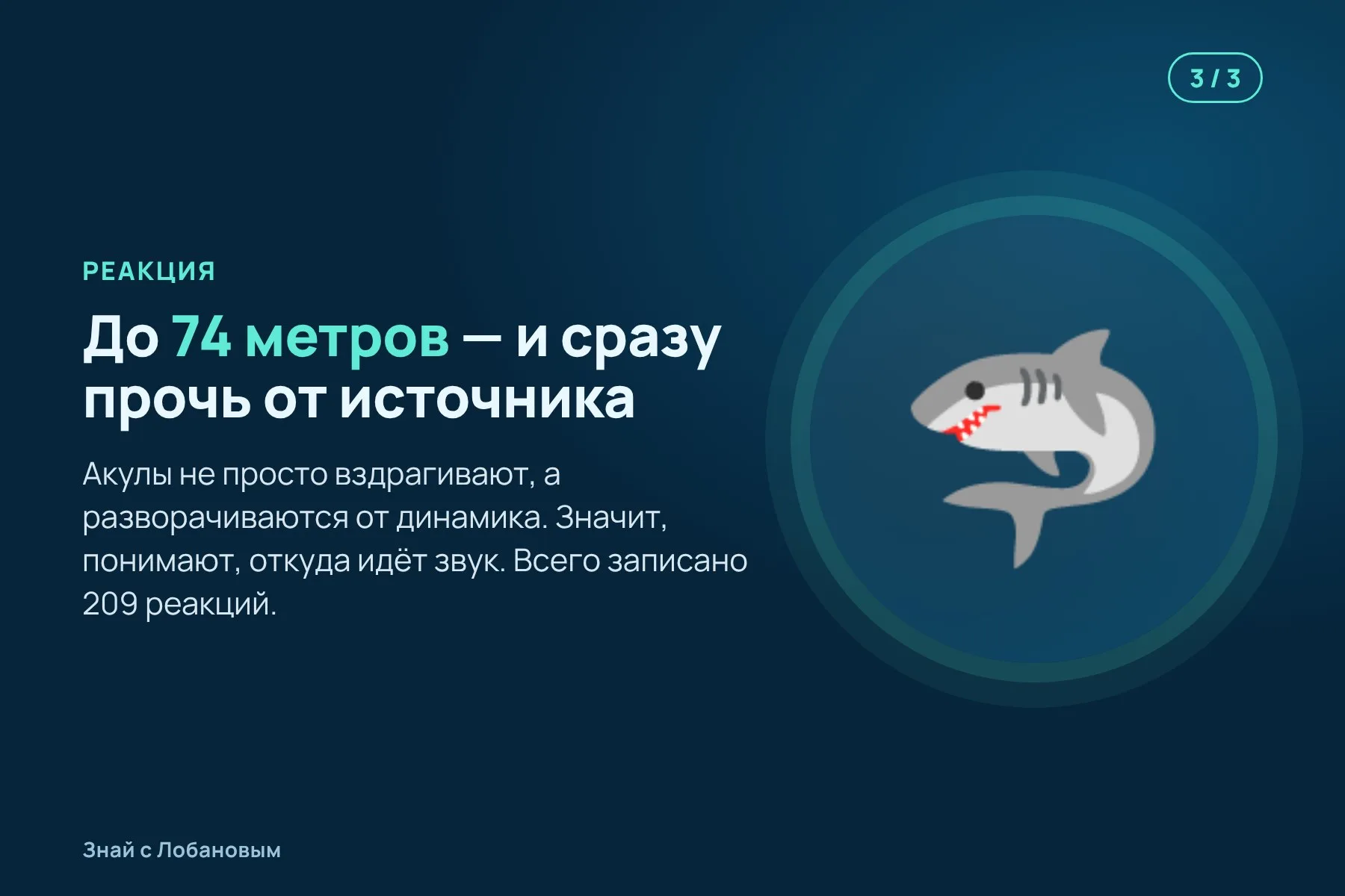 1. В мелкую воду у берегов Флориды опускают подводный динамик. Иллюстрация: «Знай с Лобановым» по данным Integrative Organismal Biology, условно · 2. Динамик проигрывает громкий низкий гул, а дрон сверху снимает, что делают акулы. Иллюстрация: «Знай с Лобановым» по данным Integrative Organismal Biology, условно · 3. Услышав звук, акулы резко разворачиваются и уходят прочь от источника. Иллюстрация: «Знай с Лобановым» по данным Integrative Organismal Biology, условно — 3 из 3