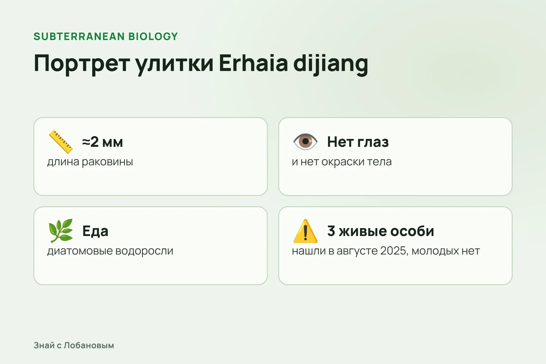 Портрет улитки Erhaia dijiang. Схема: «Знай с Лобановым» по данным Subterranean Biology