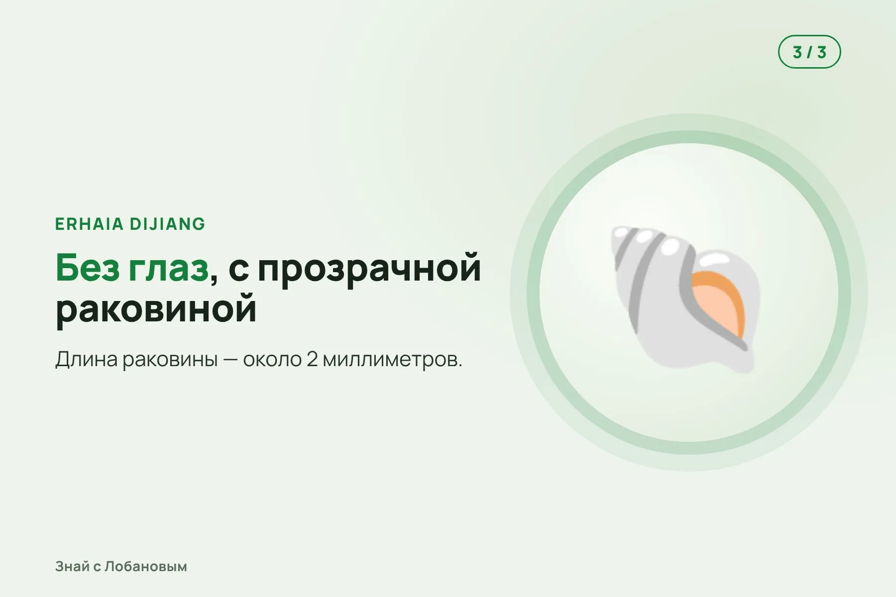 1. Пещера в провинции Юньнань на высоте 2062 метра. Иллюстрация: «Знай с Лобановым» по данным Subterranean Biology, условно · 2. Неглубокая вода над гравием, около 20 °C. Иллюстрация: «Знай с Лобановым» по данным Subterranean Biology, условно · 3. Улитка без глаз с прозрачной раковиной длиной около 2 мм. Иллюстрация: «Знай с Лобановым» по данным Subterranean Biology, условно — 3 из 3