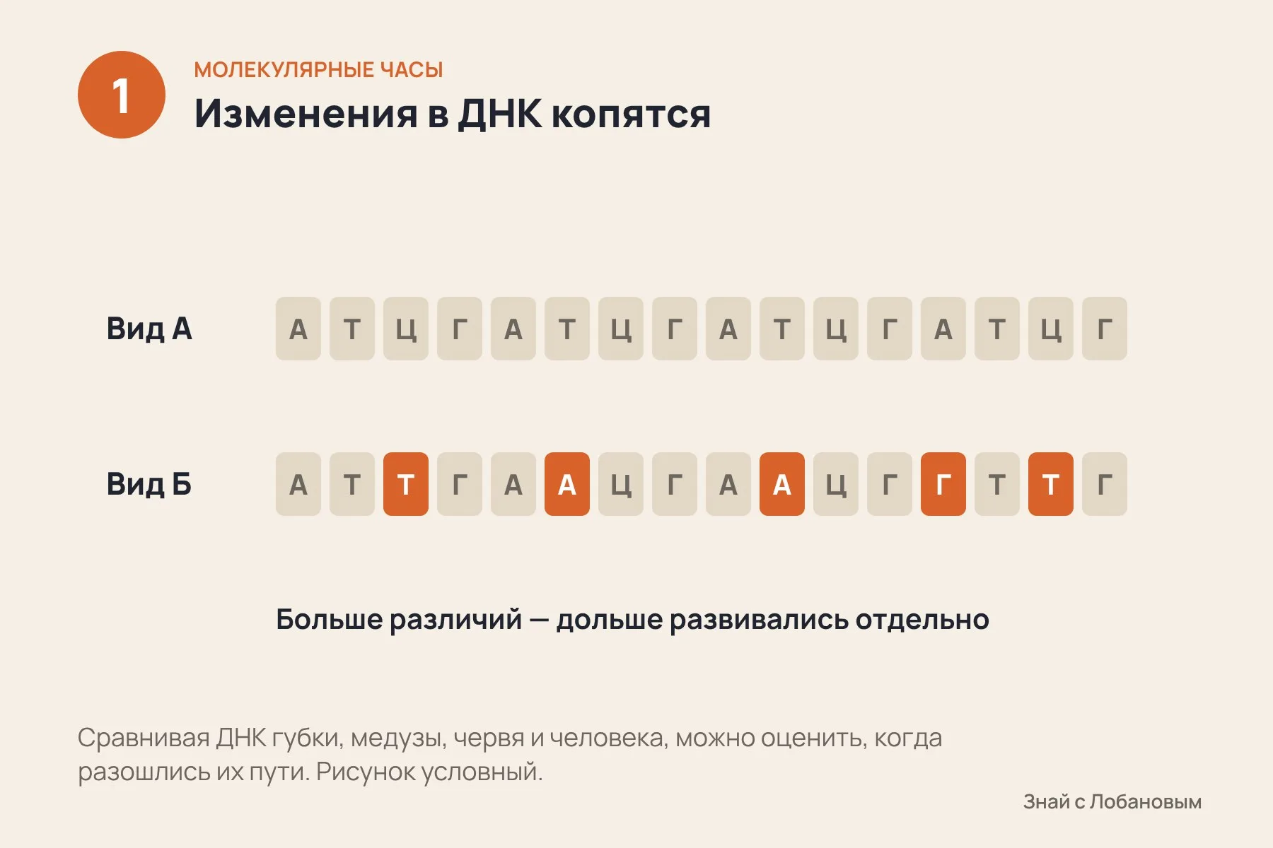 1. В ДНК постоянно накапливаются изменения: чем дольше виды развиваются отдельно, тем больше различий · 2. Часы «настраивают» по окаменелостям и древним отложениям — они задают рамки по времени · 3. Если сдвинуть верхнюю рамку в прошлое, оценка тоже уходит назад — на 800–700 миллионов лет. Схема: «Знай с Лобановым» по данным Science Advances, условно — 1 из 3