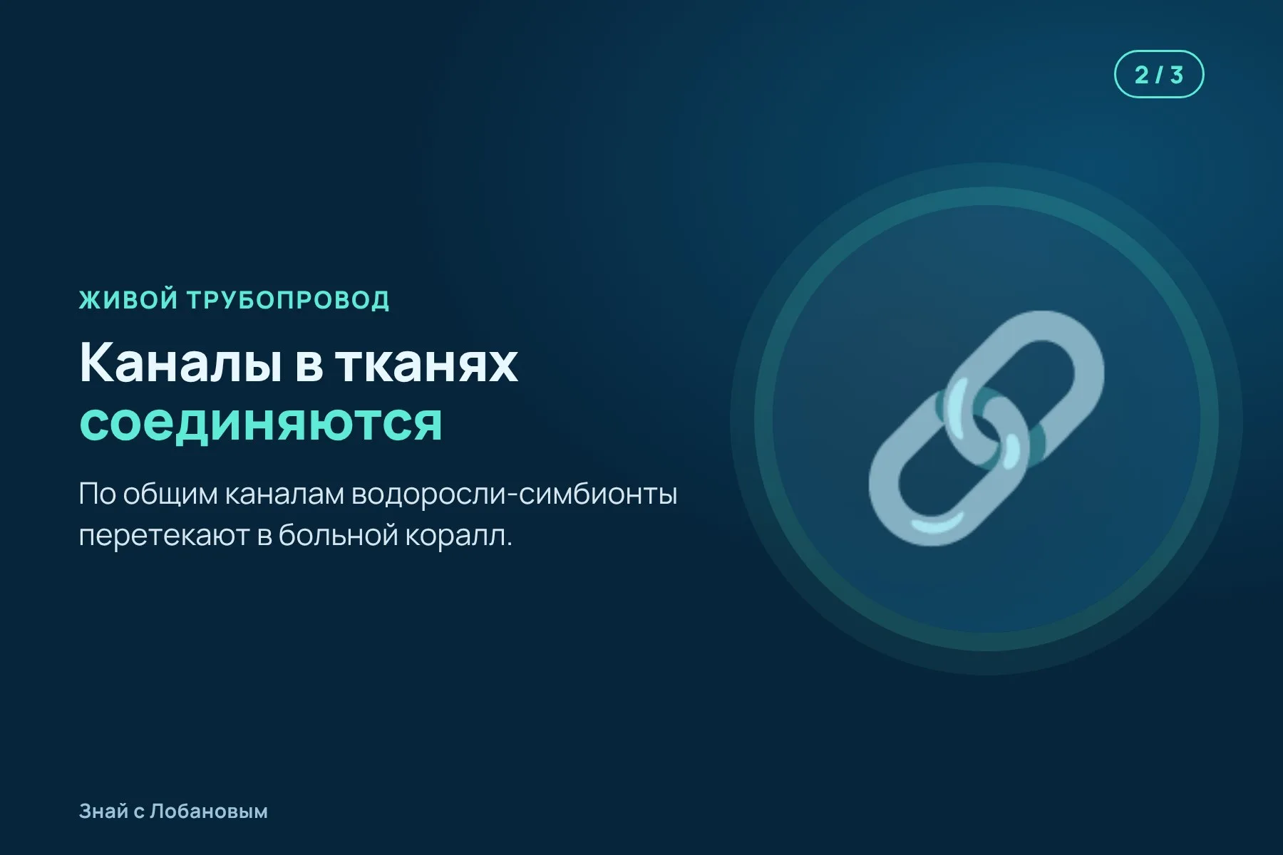 1. Обесцвеченный кусочек коралла ставят вплотную к здоровому клону. Иллюстрация: «Знай с Лобановым» по данным Science Advances, условно · 2. Каналы в тканях соединяются, и по ним в больной коралл переходят водоросли. Иллюстрация: «Знай с Лобановым» по данным Science Advances, условно · 3. Через несколько недель обесцвеченный коралл полностью восстанавливает цвет. Иллюстрация: «Знай с Лобановым» по данным Science Advances, условно — 2 из 3